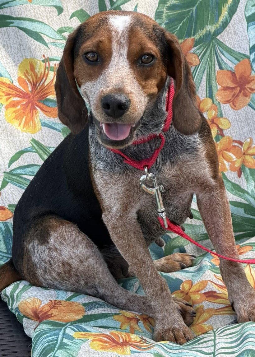 Enlarge Harlow, a Adopted Beagle in Dunnellon, FL image 2/3