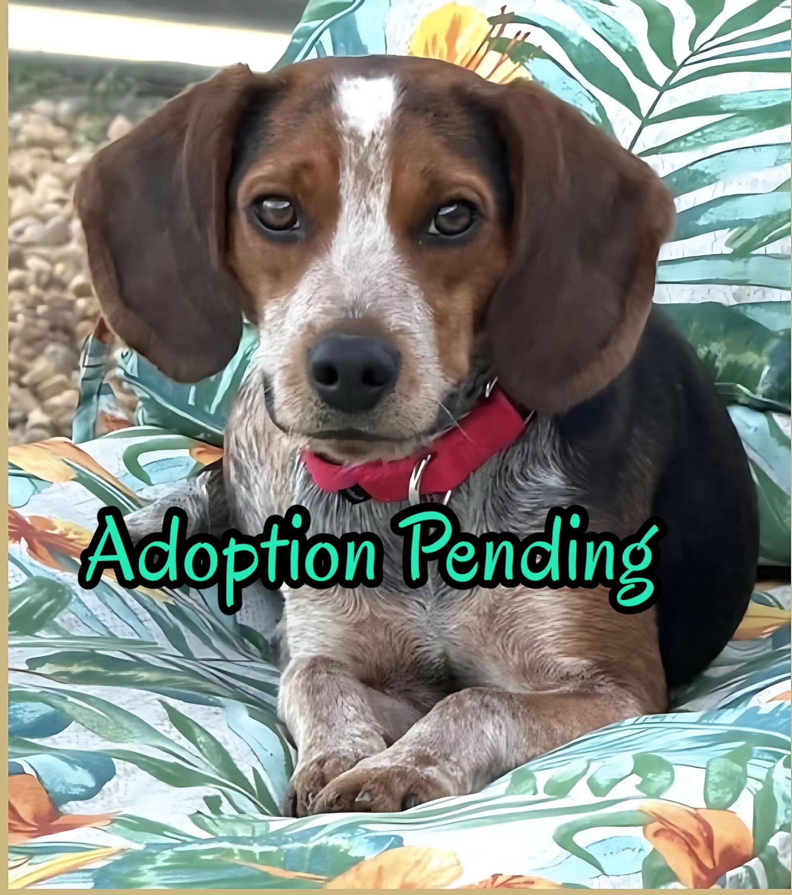 Enlarge Harlow, a Adopted Beagle in Dunnellon, FL image 3/3