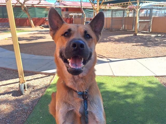 HOUDINI, a Adoptable German Shepherd Dog in Phoenix, AZ image 2/2