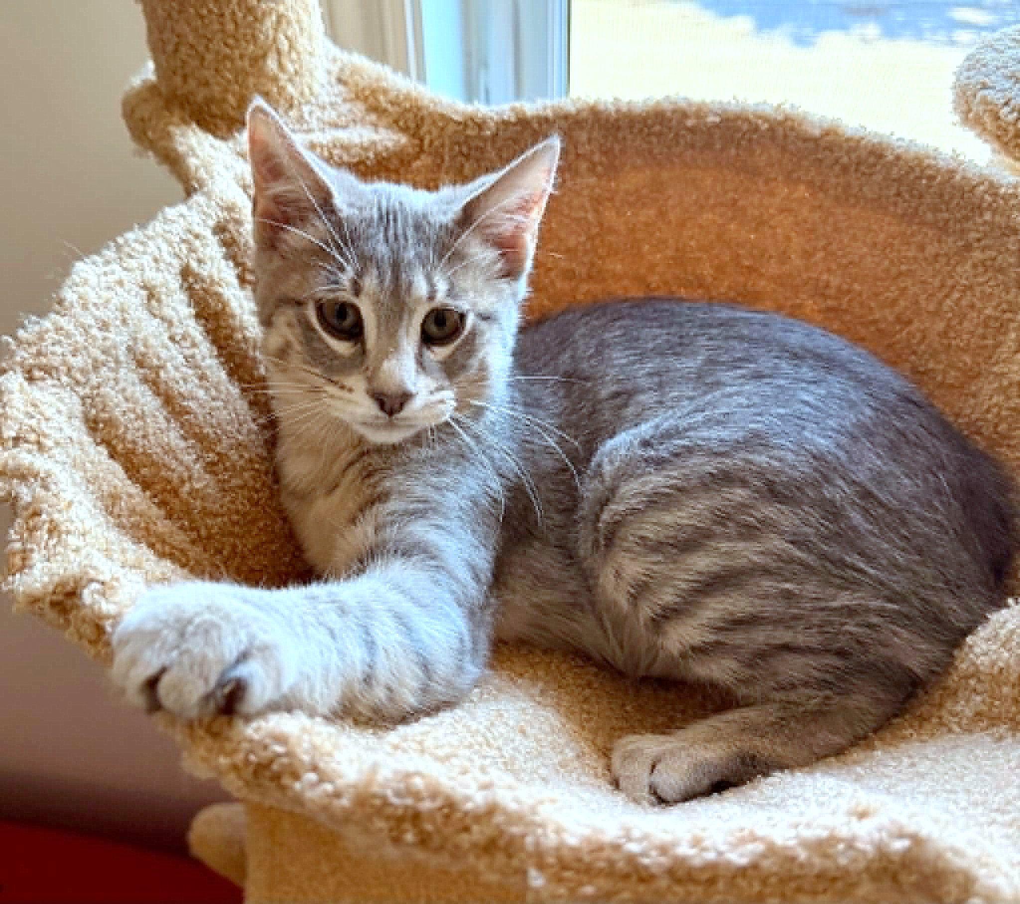 Azelle, adopted, Young Female Tabby.