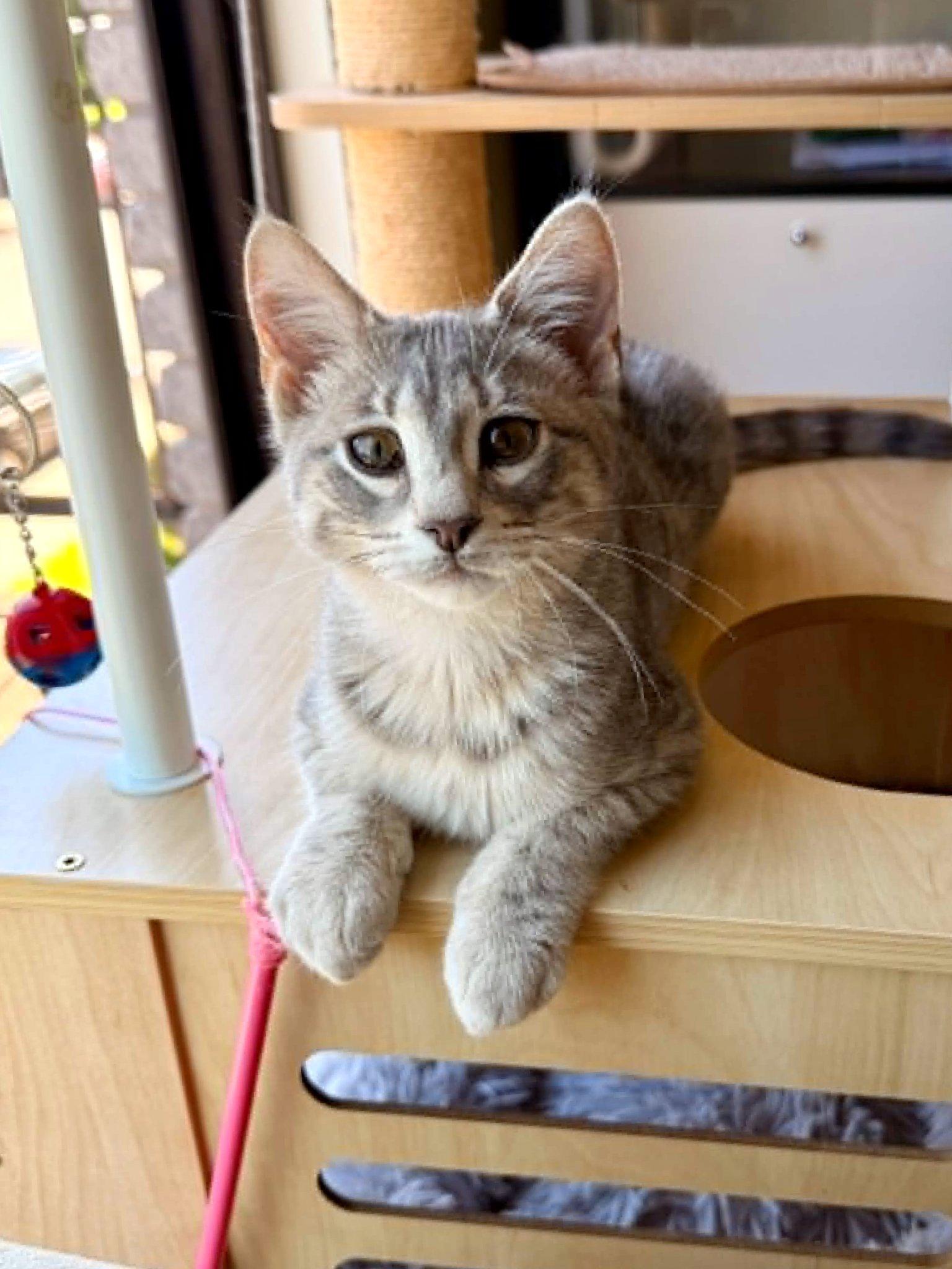 Enlarge Azelle, an adopted Tabby in Verdun, QC image 2/2