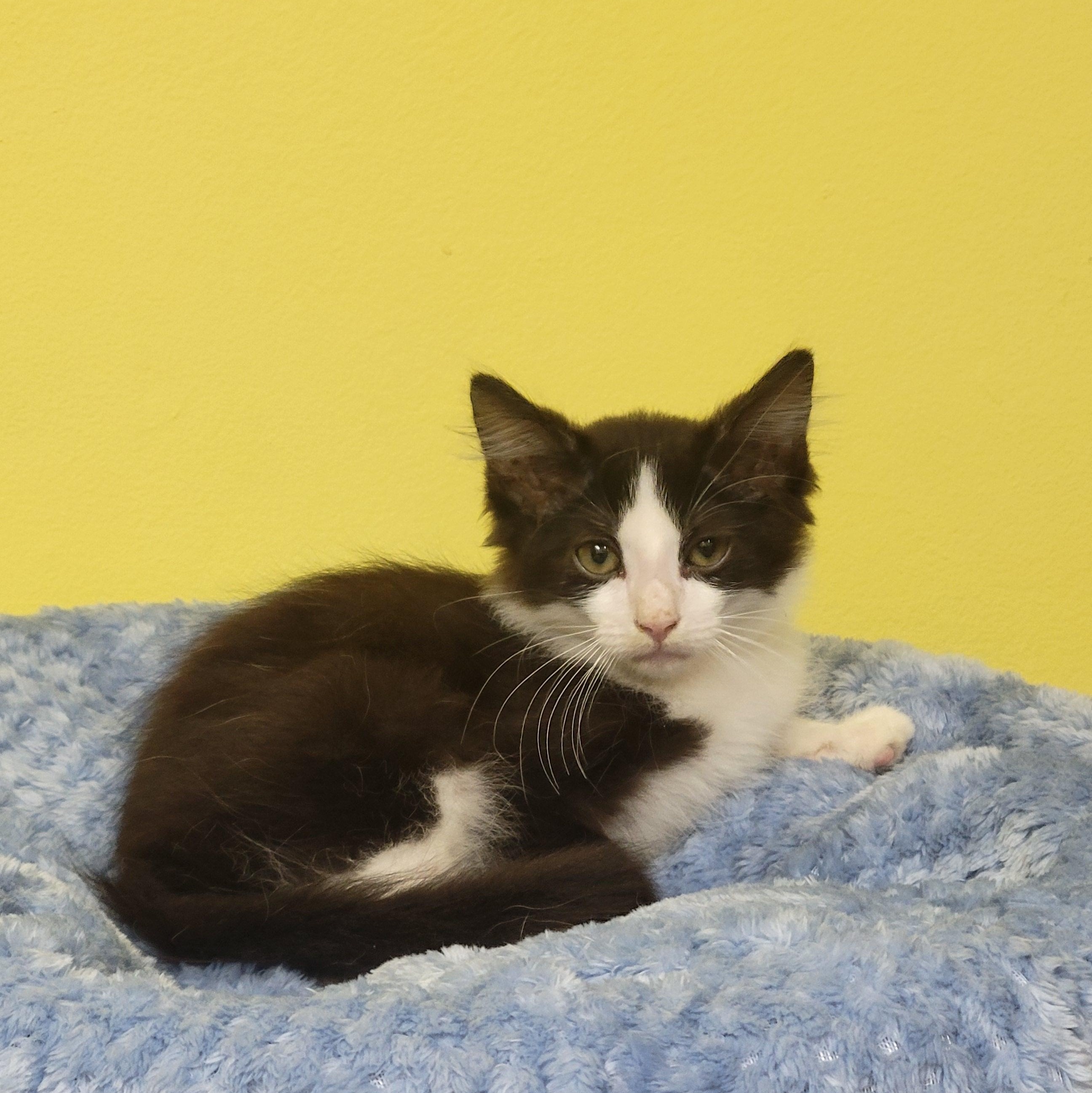 Fabio, a ADOPTABLE Domestic Short Hair in Memphis, TN image 1/3