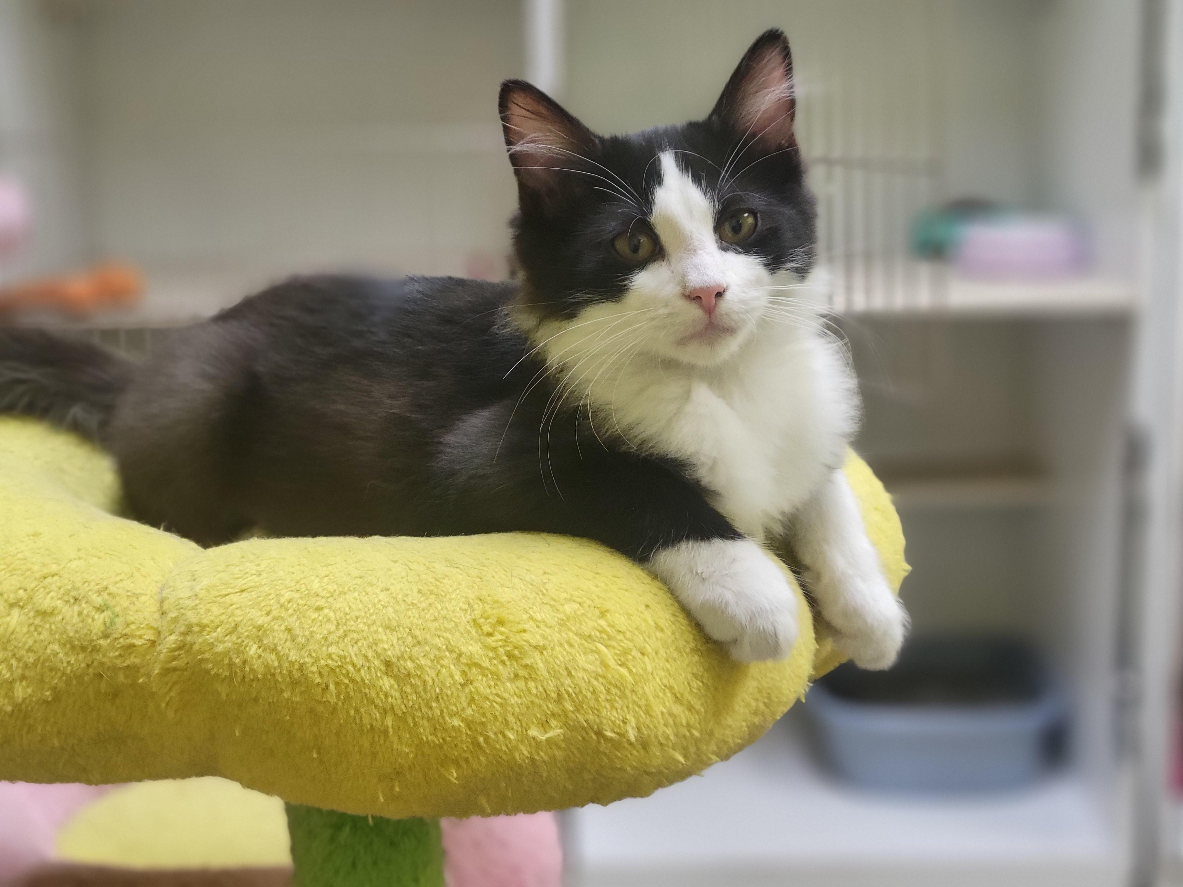 Fabio, ADOPTABLE, Kitten Male Domestic Short Hair.