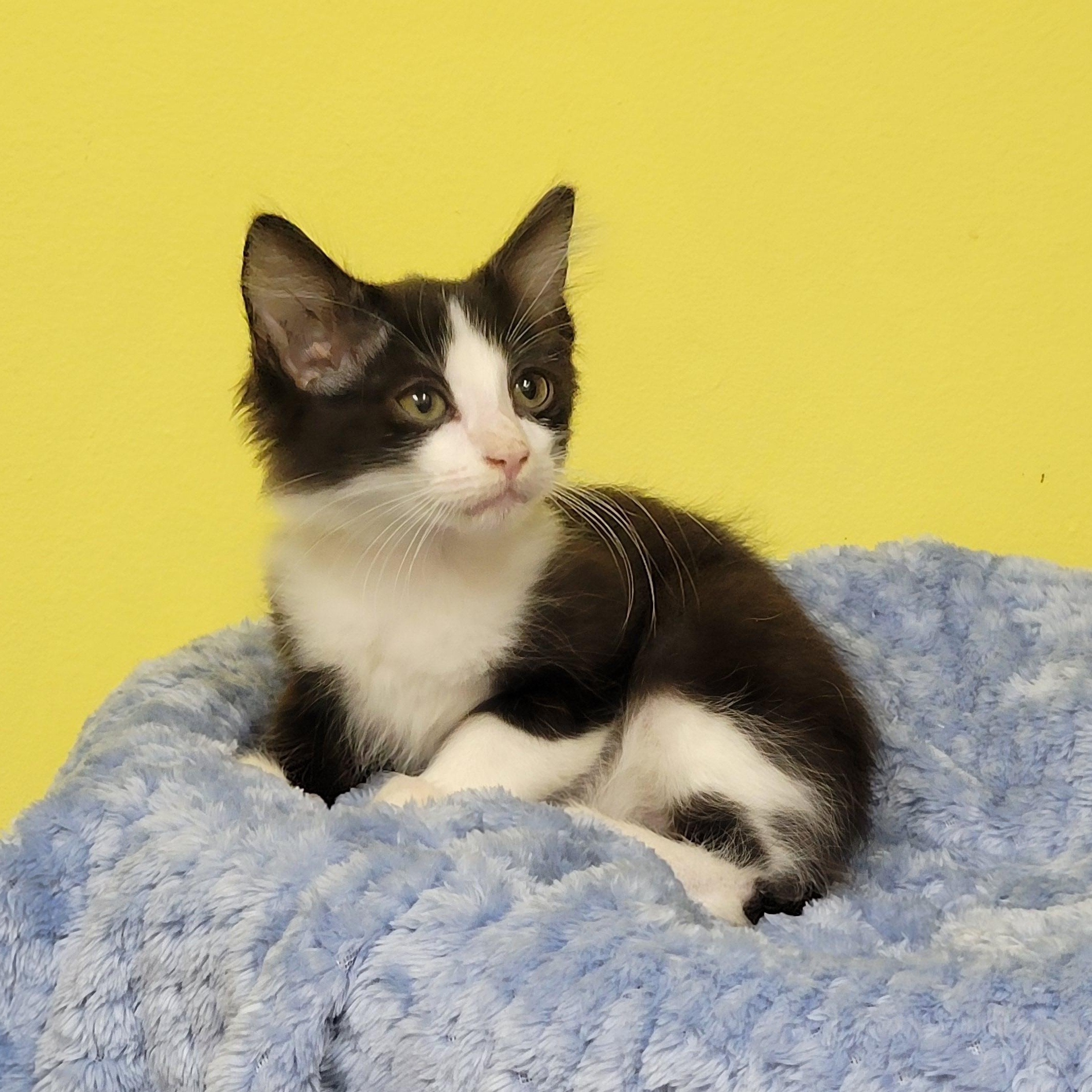 Fabio, a ADOPTABLE Domestic Short Hair in Memphis, TN image 3/3