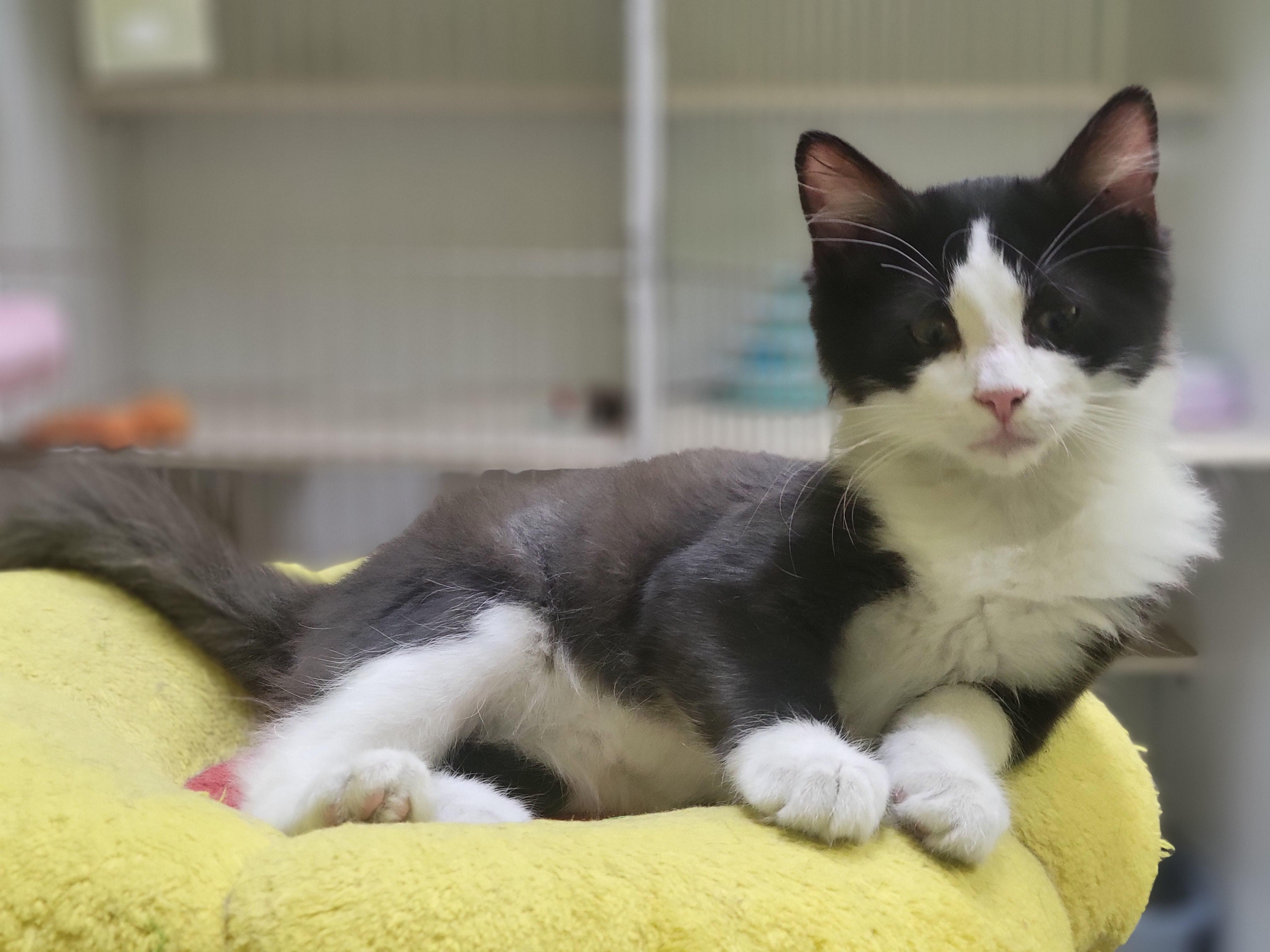 Fabio, a ADOPTABLE Domestic Short Hair in Memphis, TN image 4/5