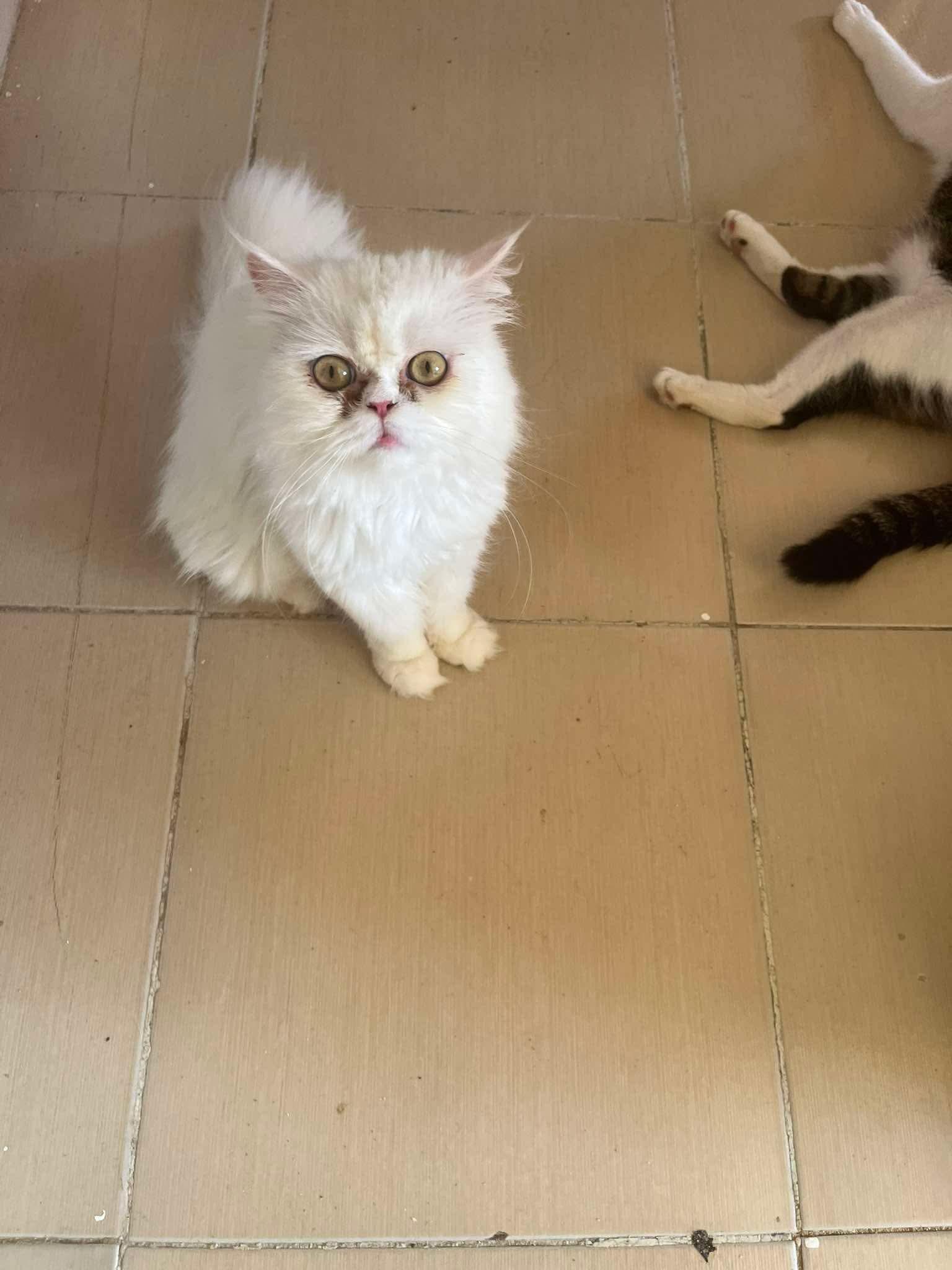 Suzie, an adoptable Himalayan in Brampton, ON, L6P 2E9 | Photo Image 3
