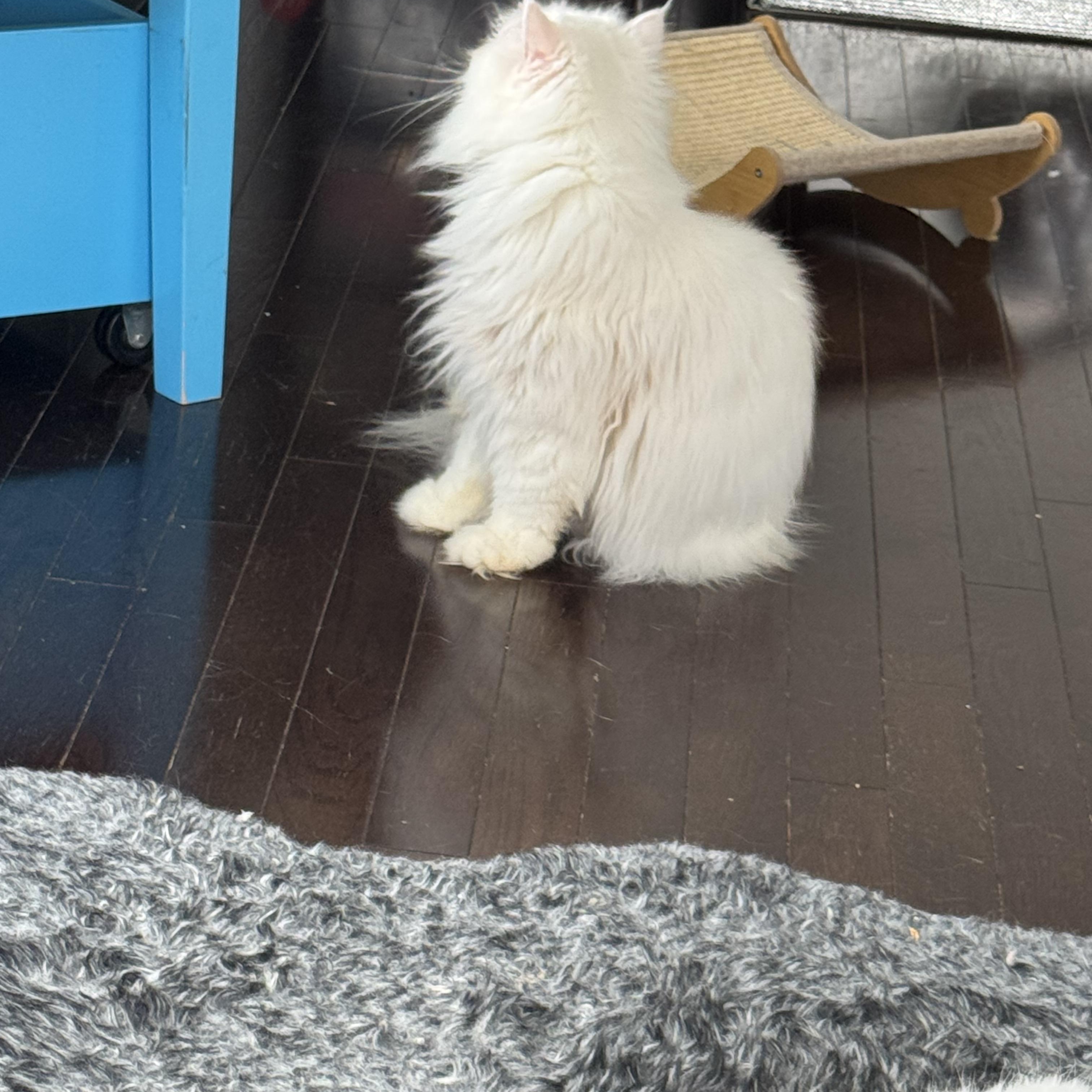 Suzie, an adoptable Himalayan in Brampton, ON, L6P 2E9 | Photo Image 4