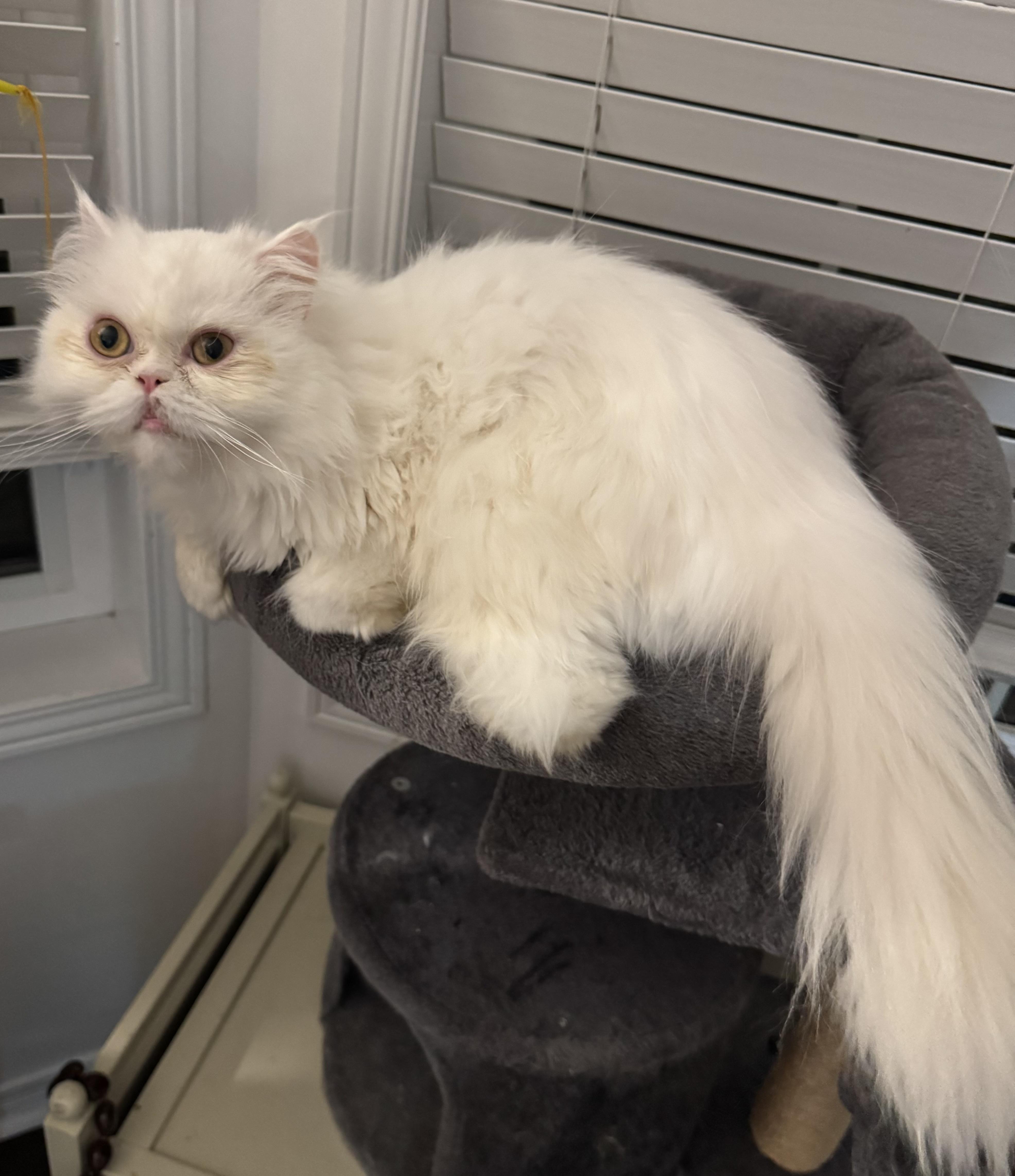 Suzie