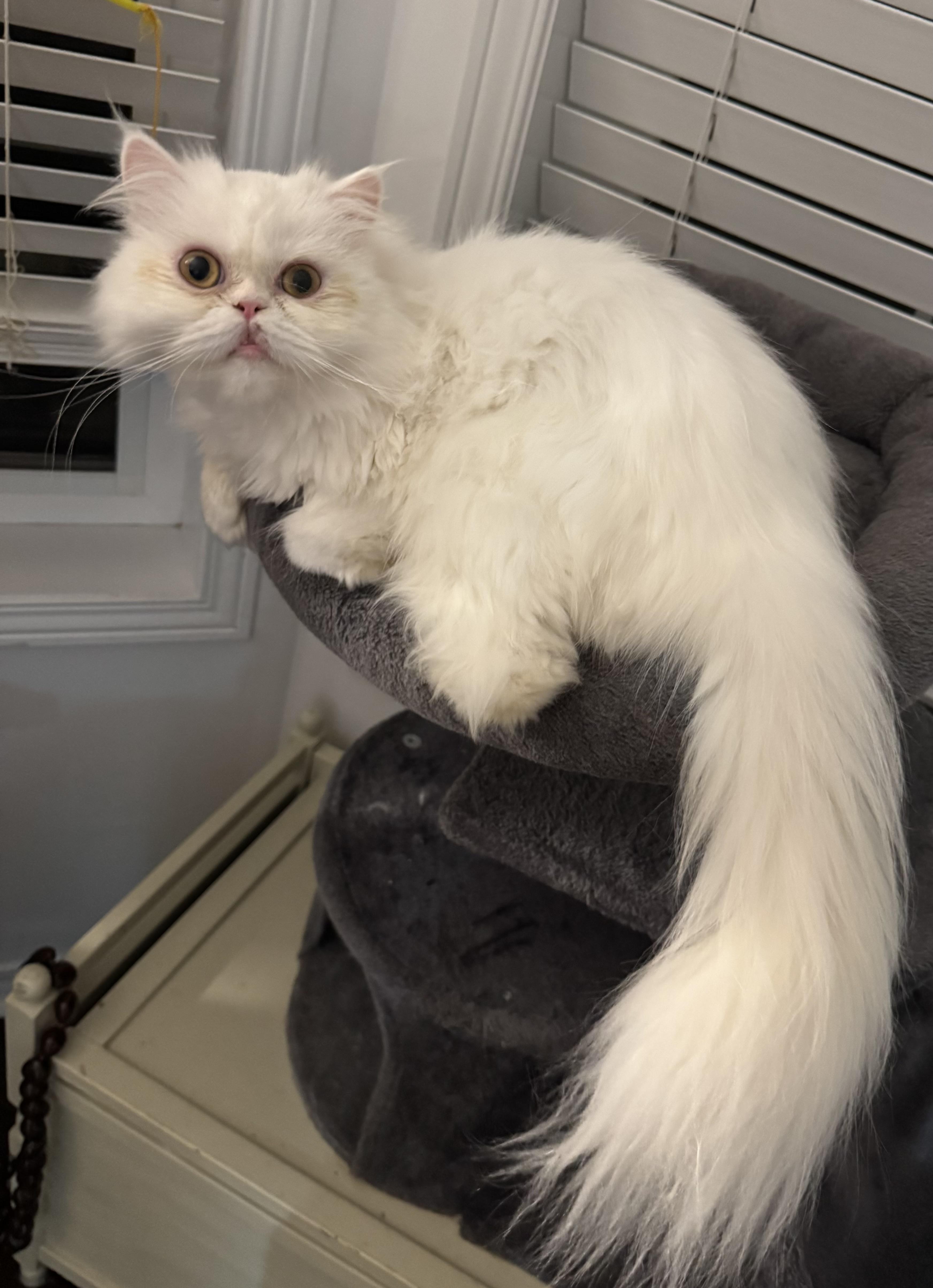 Suzie