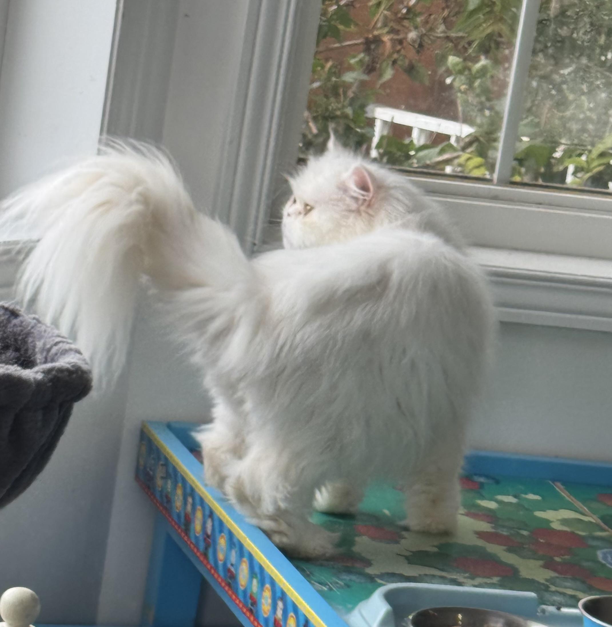 Suzie, an adoptable Himalayan in Brampton, ON, L6P 2E9 | Photo Image 2
