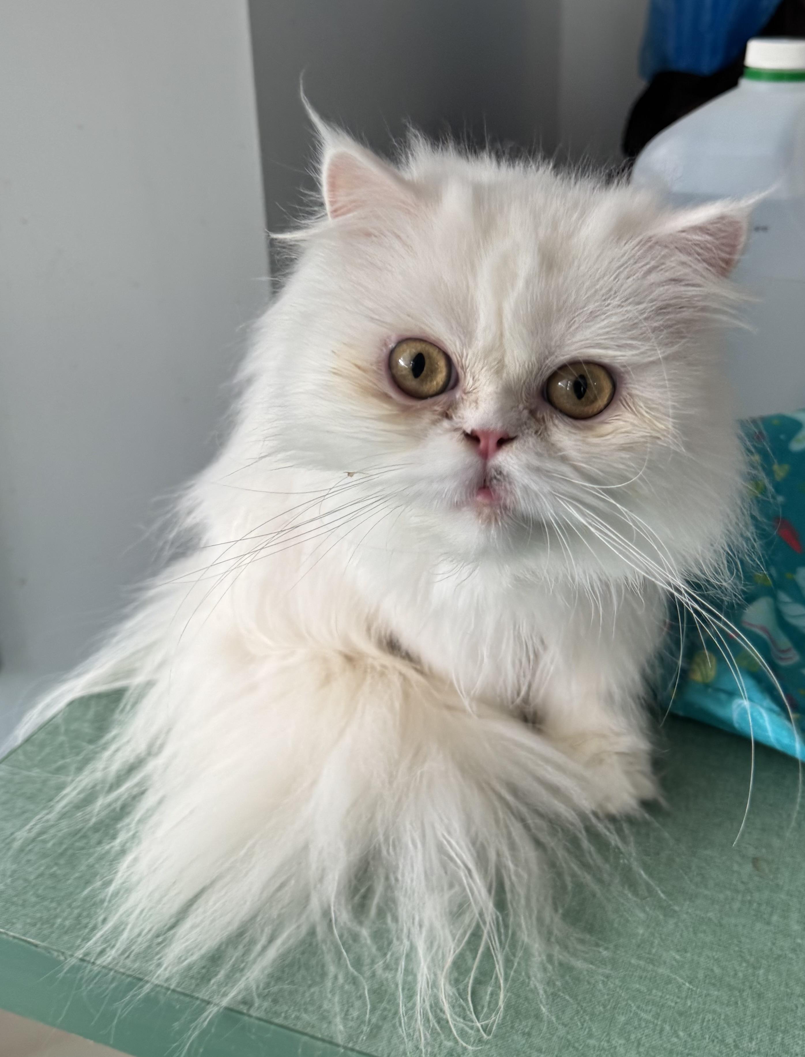 Suzie, an adoptable Himalayan in Brampton, ON, L6P 2E9 | Photo Image 1