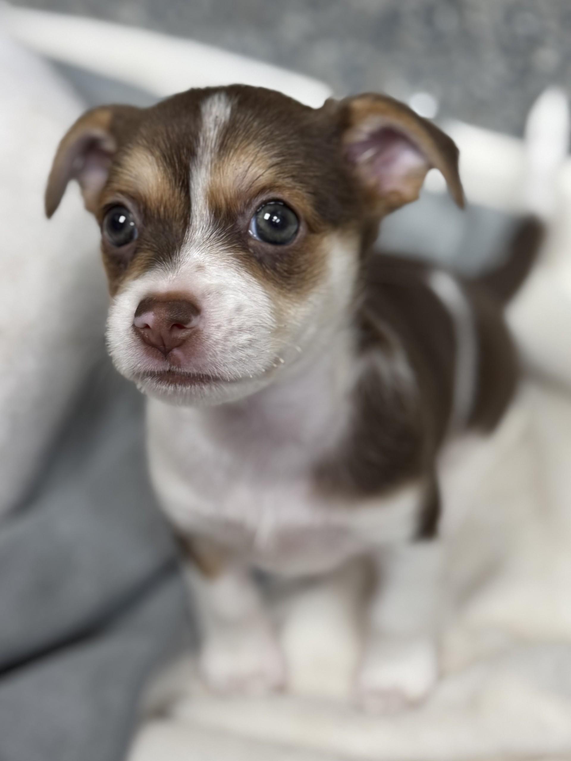 Linguine, an adopted mixed breed in Los Alamitos, CA image 6/6