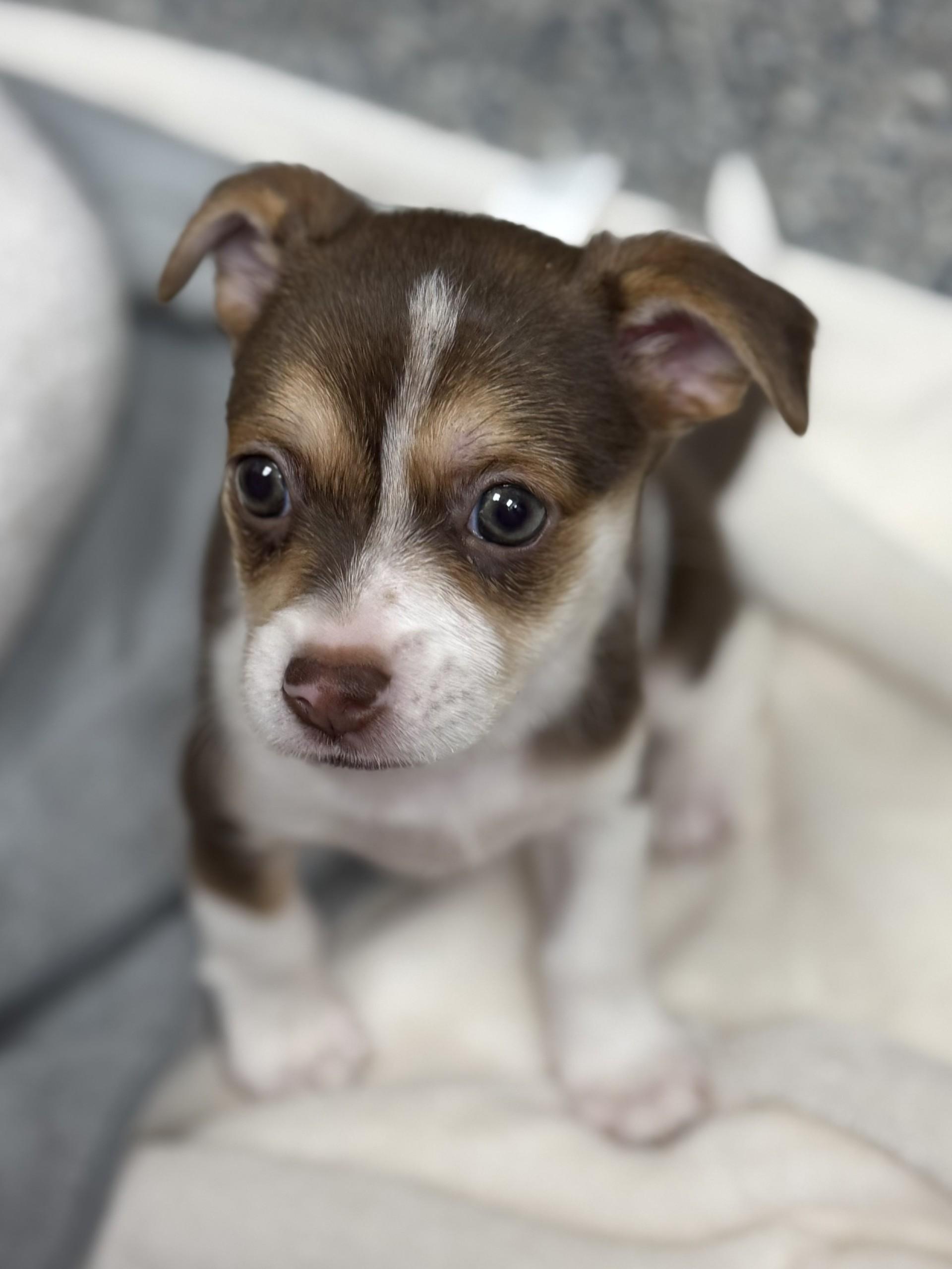 Linguine, an adopted mixed breed in Los Alamitos, CA image 5/6