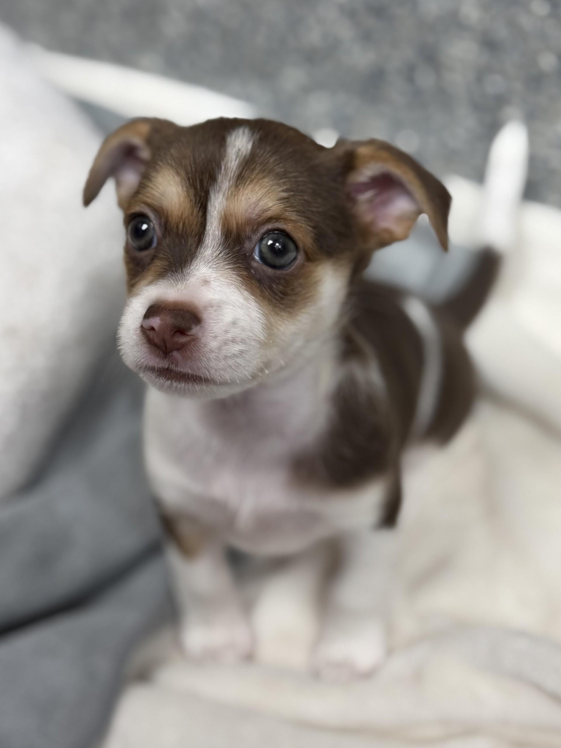 Linguine, an adopted mixed breed in Los Alamitos, CA image 3/6