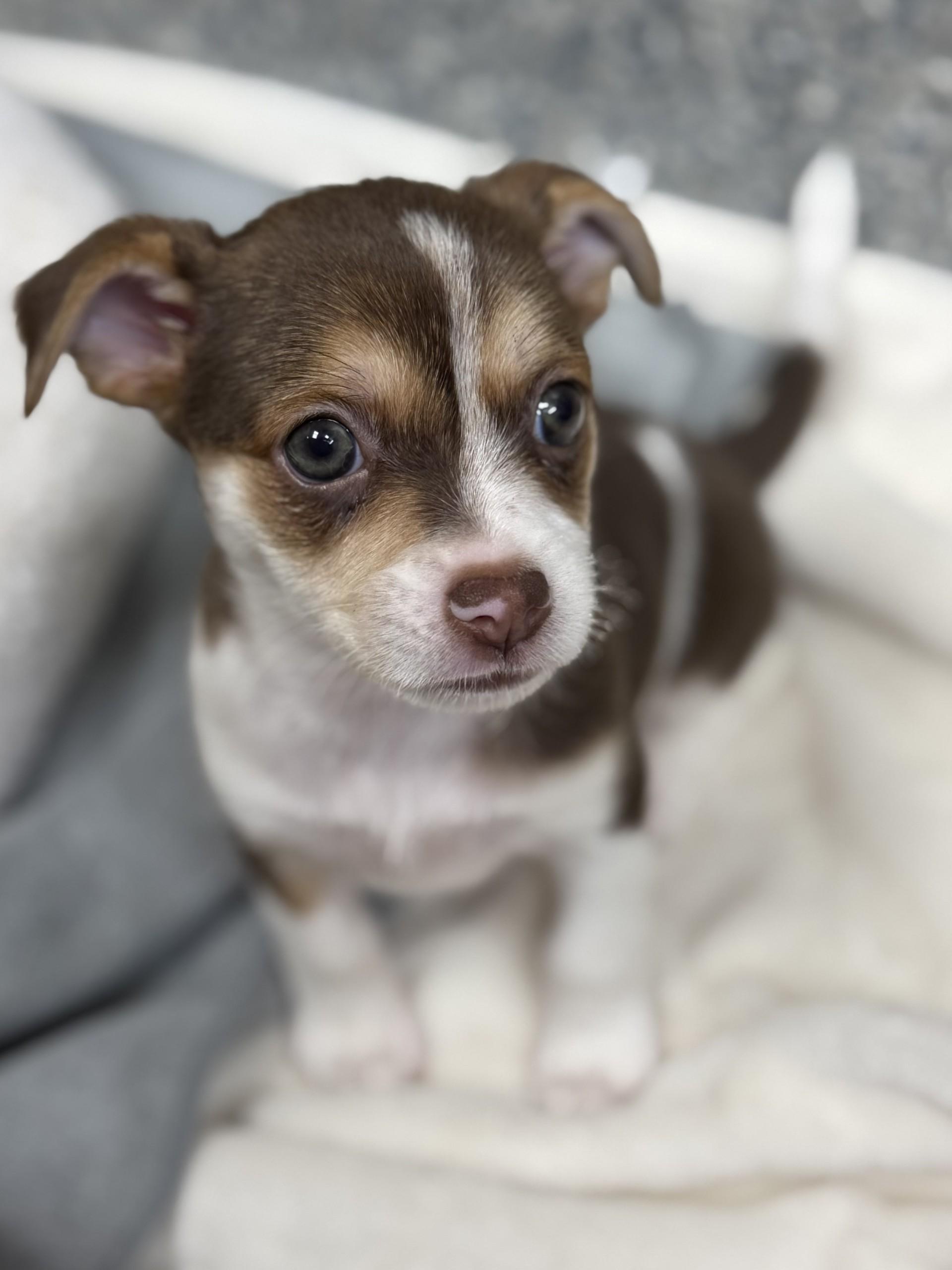 Linguine, an adopted mixed breed in Los Alamitos, CA image 4/6