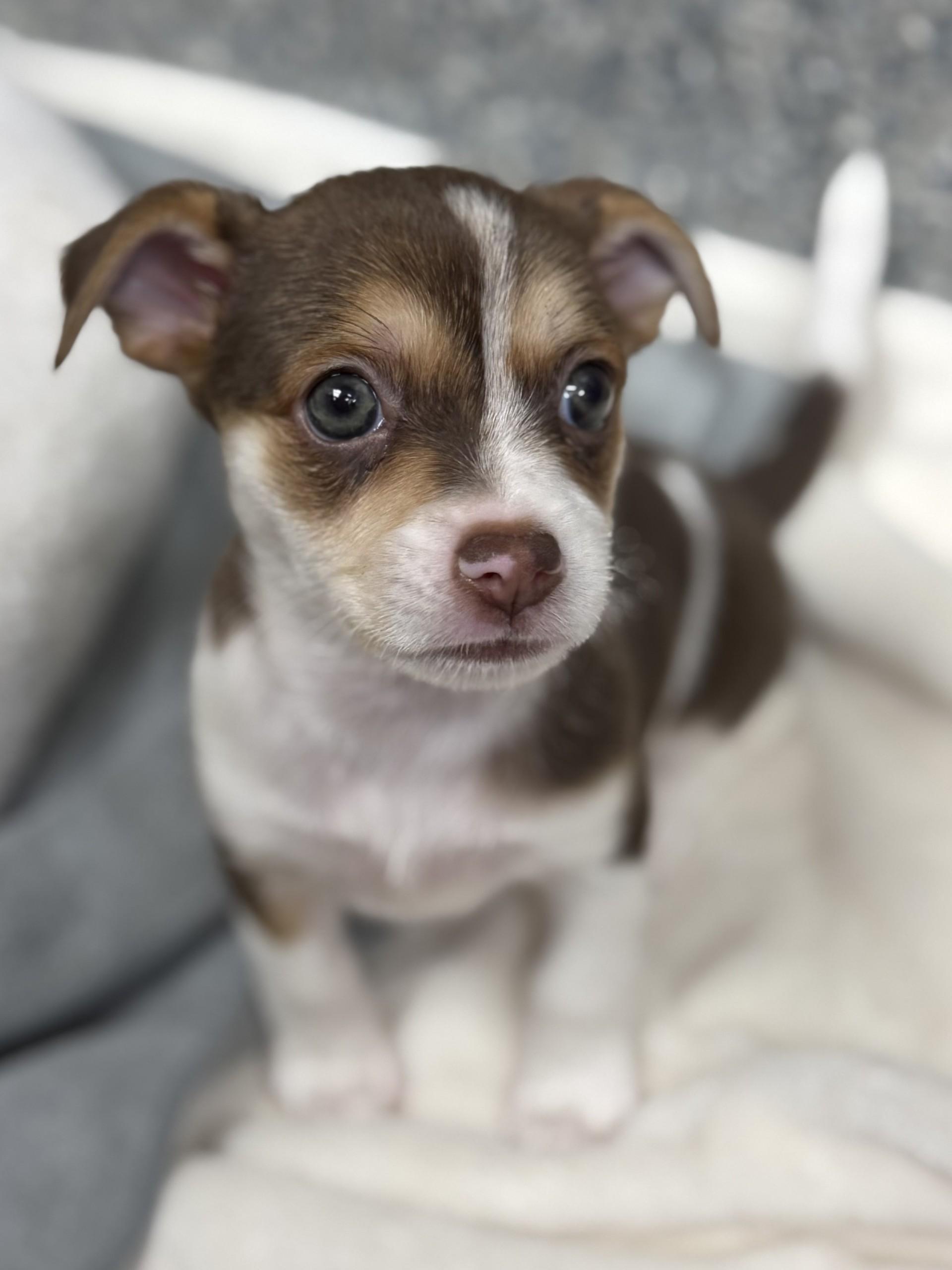 Linguine, an adopted mixed breed in Los Alamitos, CA image 2/6