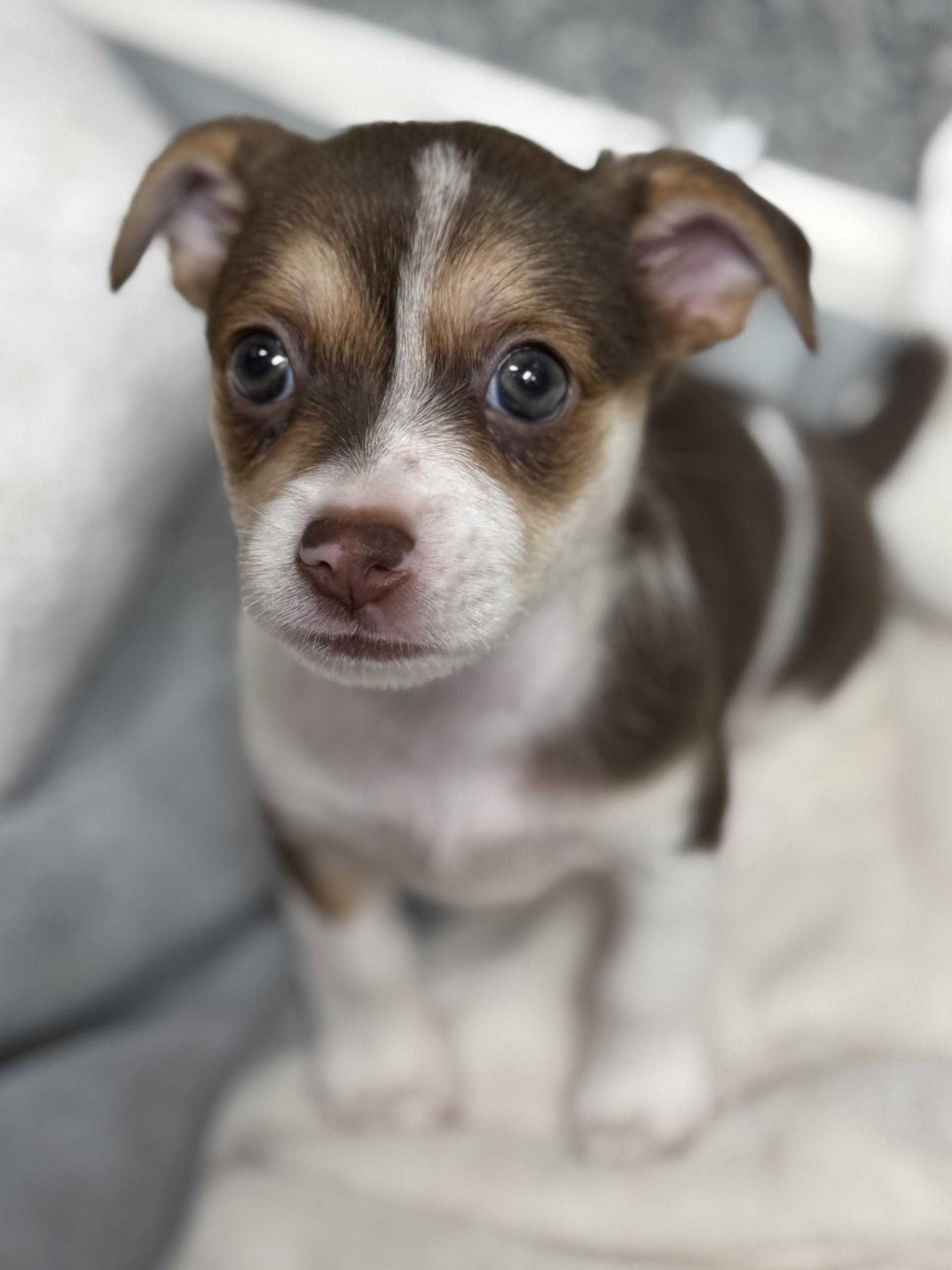 Linguine, an adopted mixed breed in Los Alamitos, CA image 1/6