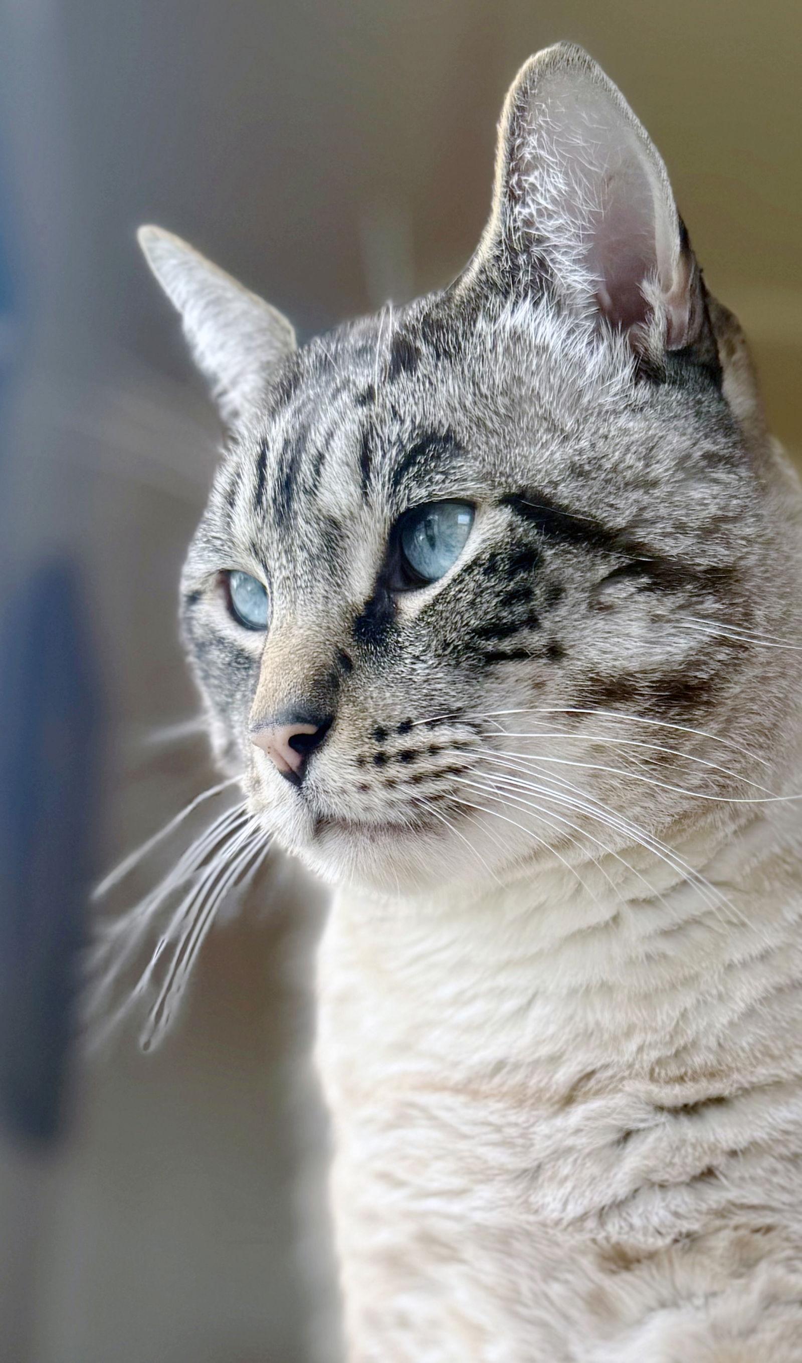 Apple, Adoptable, Young Male Siamese & Tabby.
