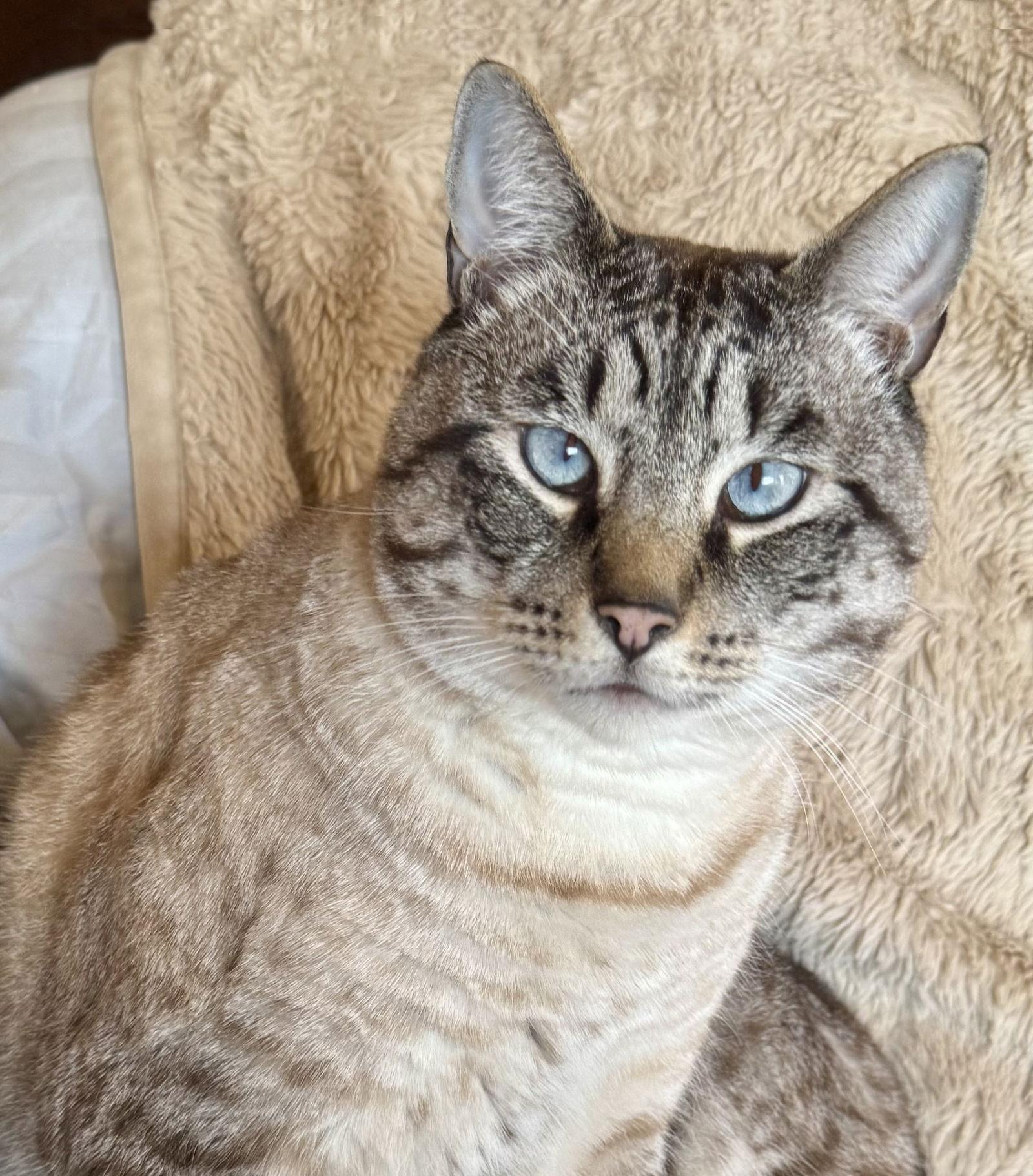 Enlarge Apple, a Adoptable mixed breed in Alameda, CA image 2/3