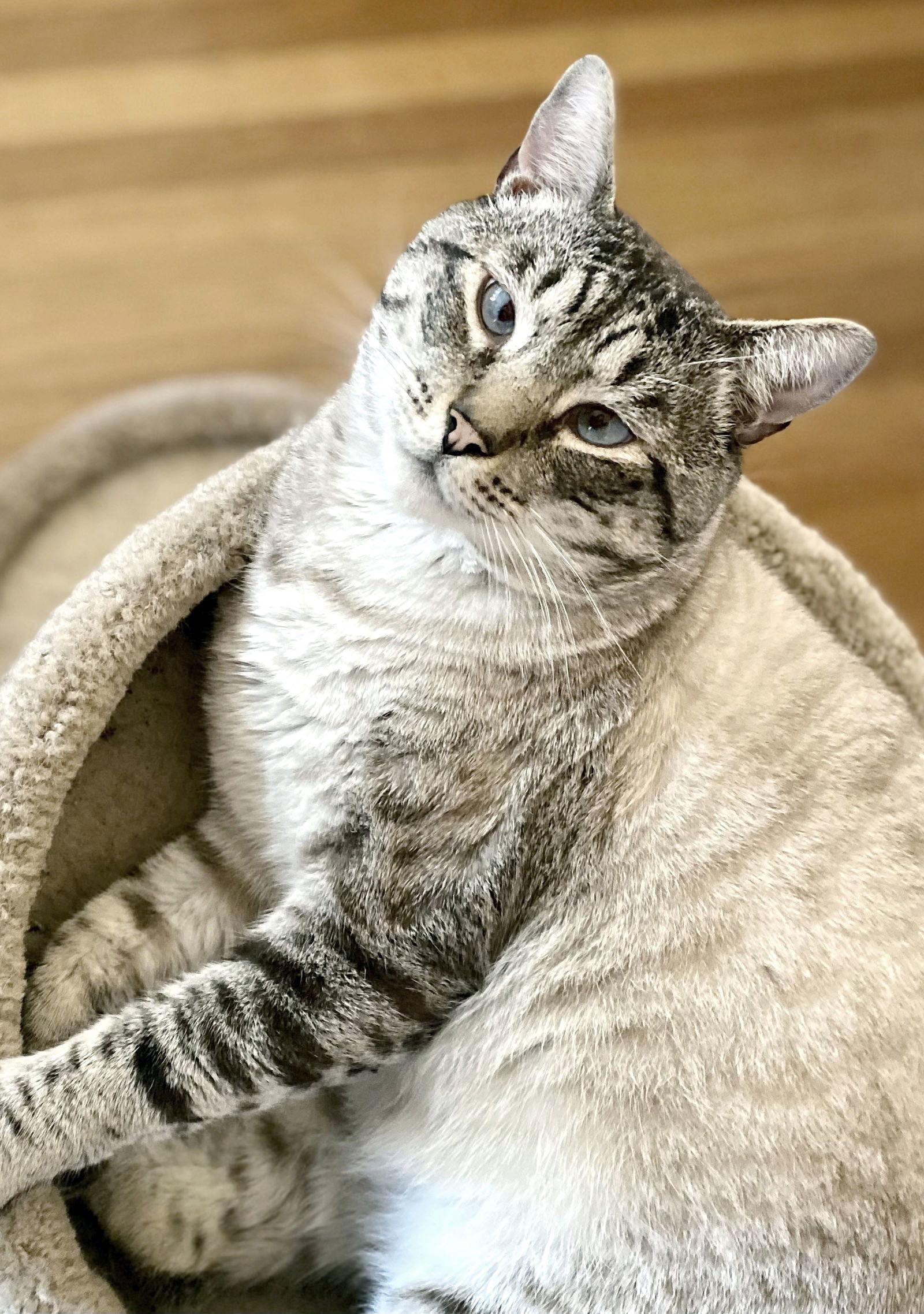 Enlarge Apple, a Adoptable mixed breed in Alameda, CA image 3/3