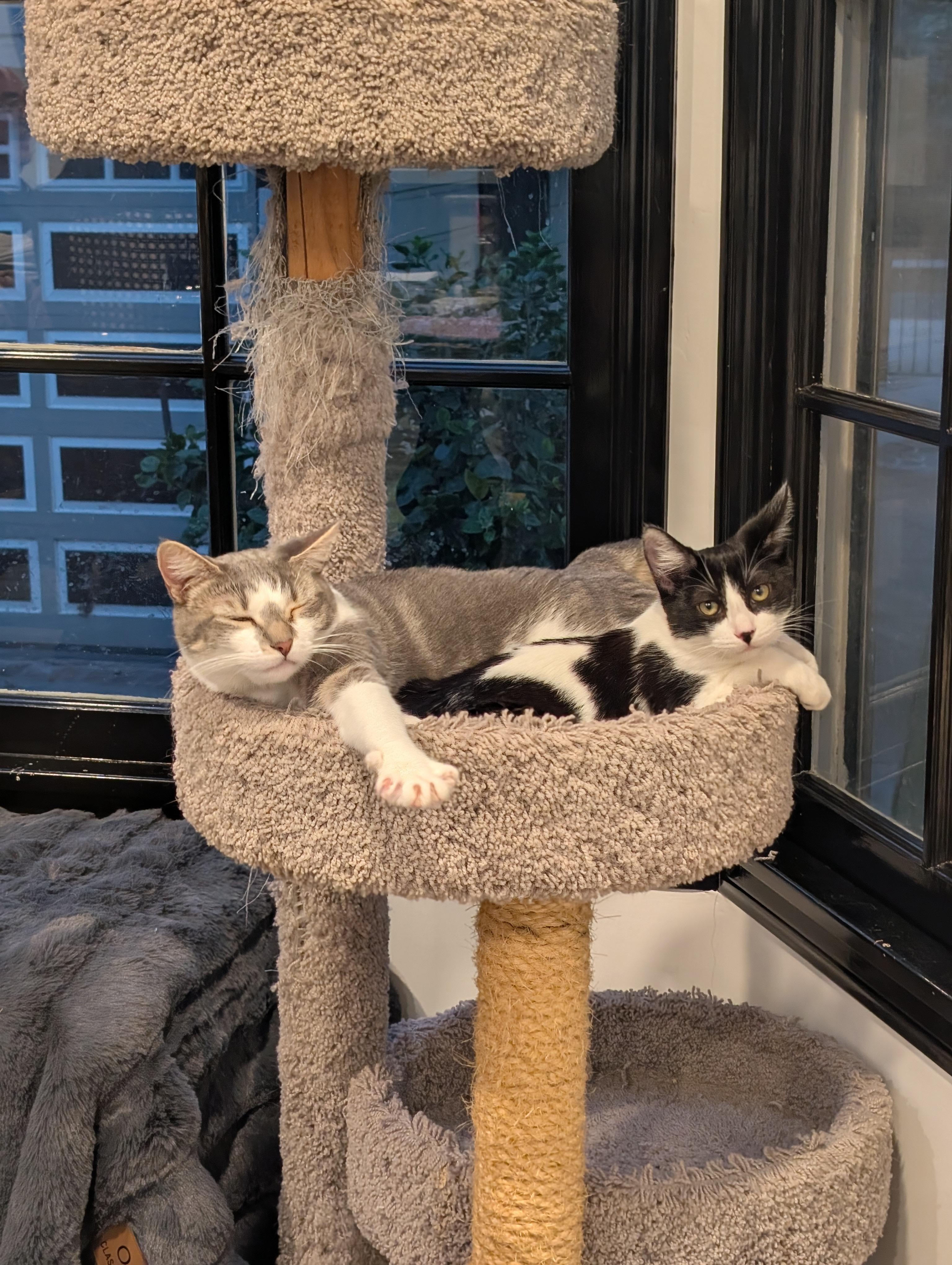 Enlarge Zima, a Adoptable Domestic Short Hair in Monrovia, CA image 6/6