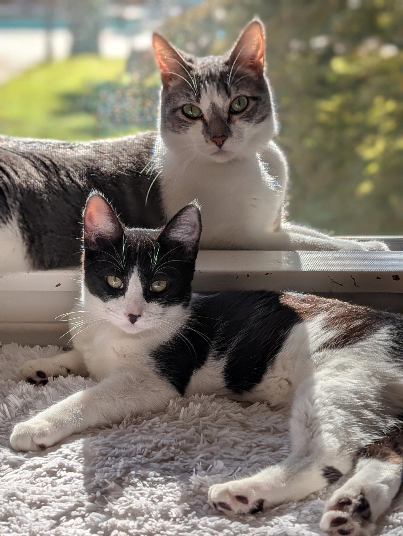 Enlarge Zima, a Adoptable Domestic Short Hair in Monrovia, CA image 5/6