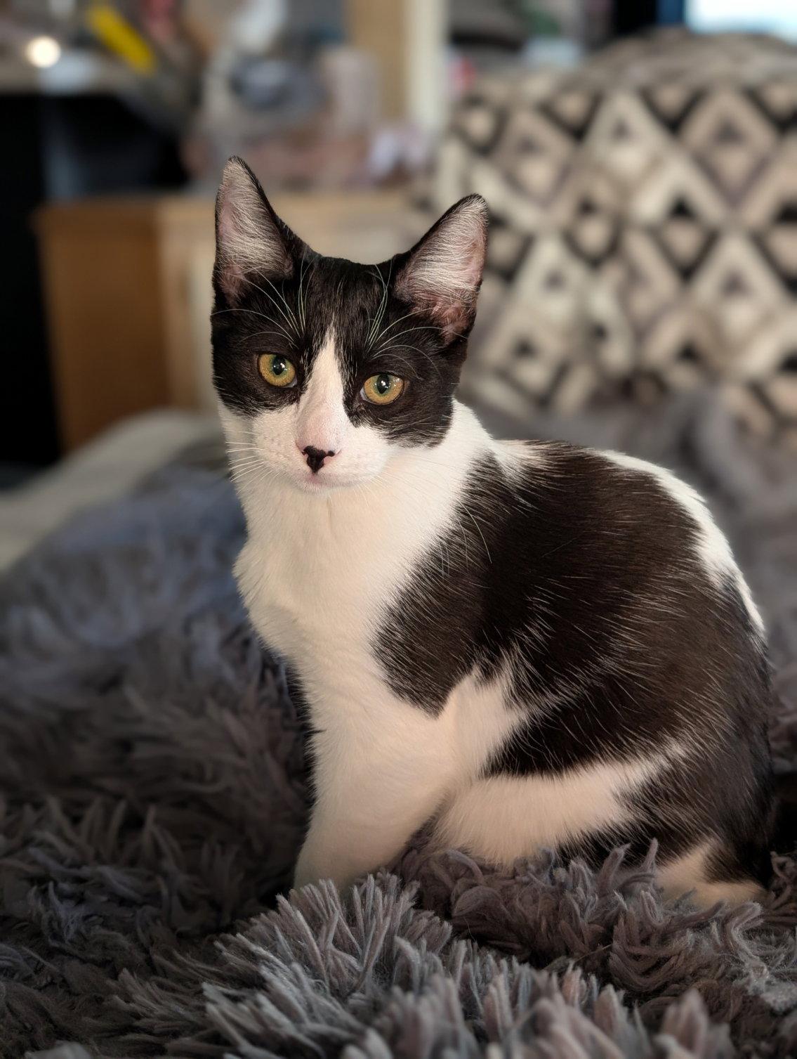 Enlarge Zima, a Adoptable Domestic Short Hair in Monrovia, CA image 3/6