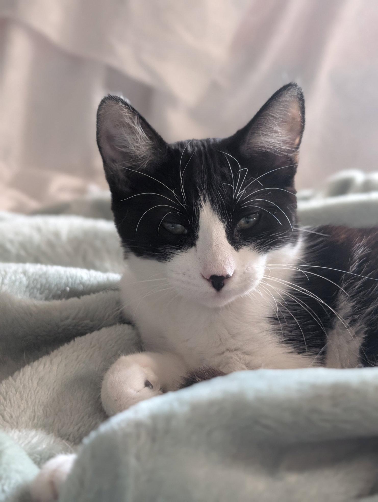 Enlarge Zima, a Adoptable Domestic Short Hair in Monrovia, CA image 4/6