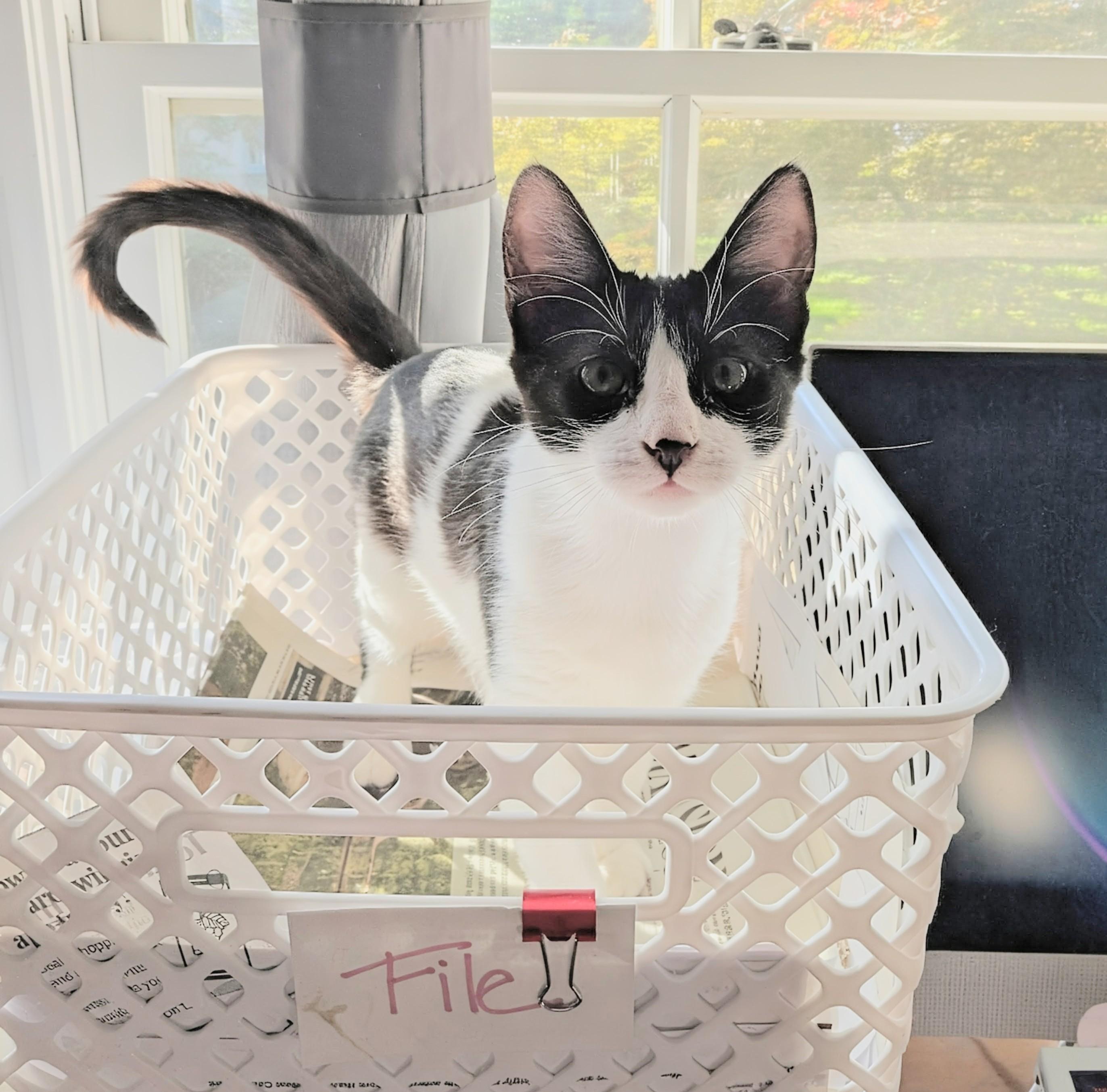Zima, Adoptable, Adult Female Domestic Short Hair.