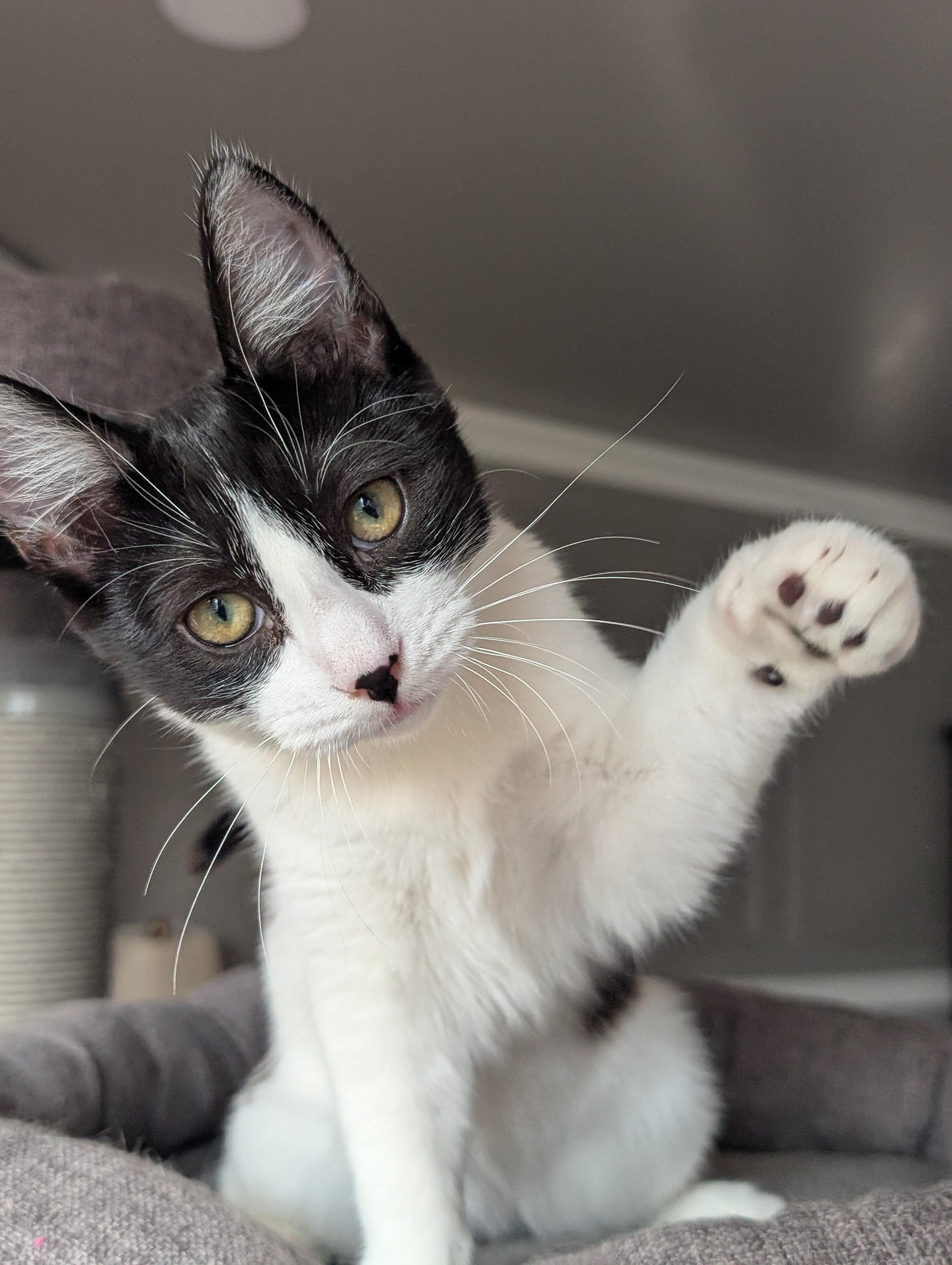 Enlarge Zima, a Adoptable Domestic Short Hair in Monrovia, CA image 2/6