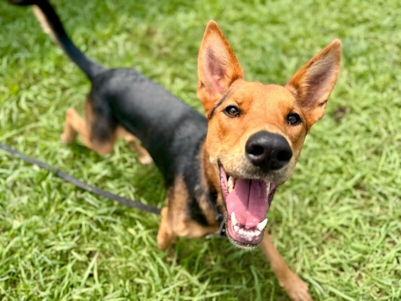 Becca Boo Loves Bigger than her EARS!