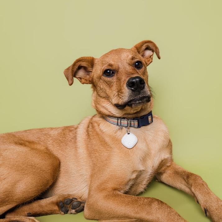 Enlarge Bridgette, a Adoptable mixed breed in Smithfield, NC image 2/4