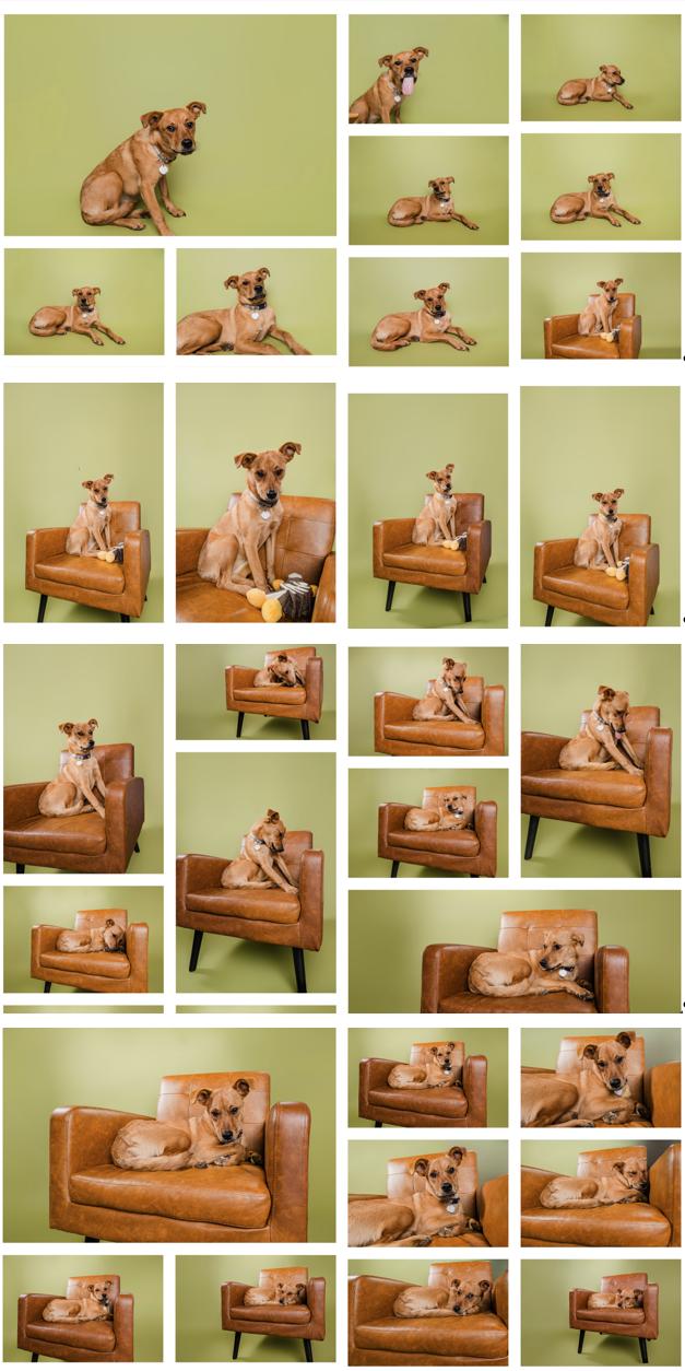 Enlarge Bridgette, a Adoptable mixed breed in Smithfield, NC image 4/4