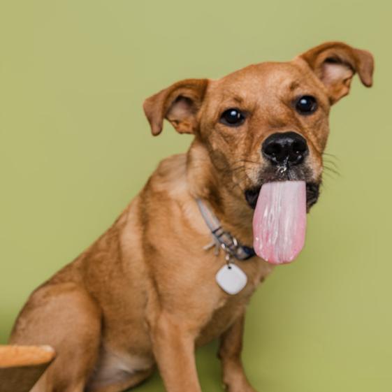 Enlarge Bridgette, a Adoptable mixed breed in Smithfield, NC image 1/4