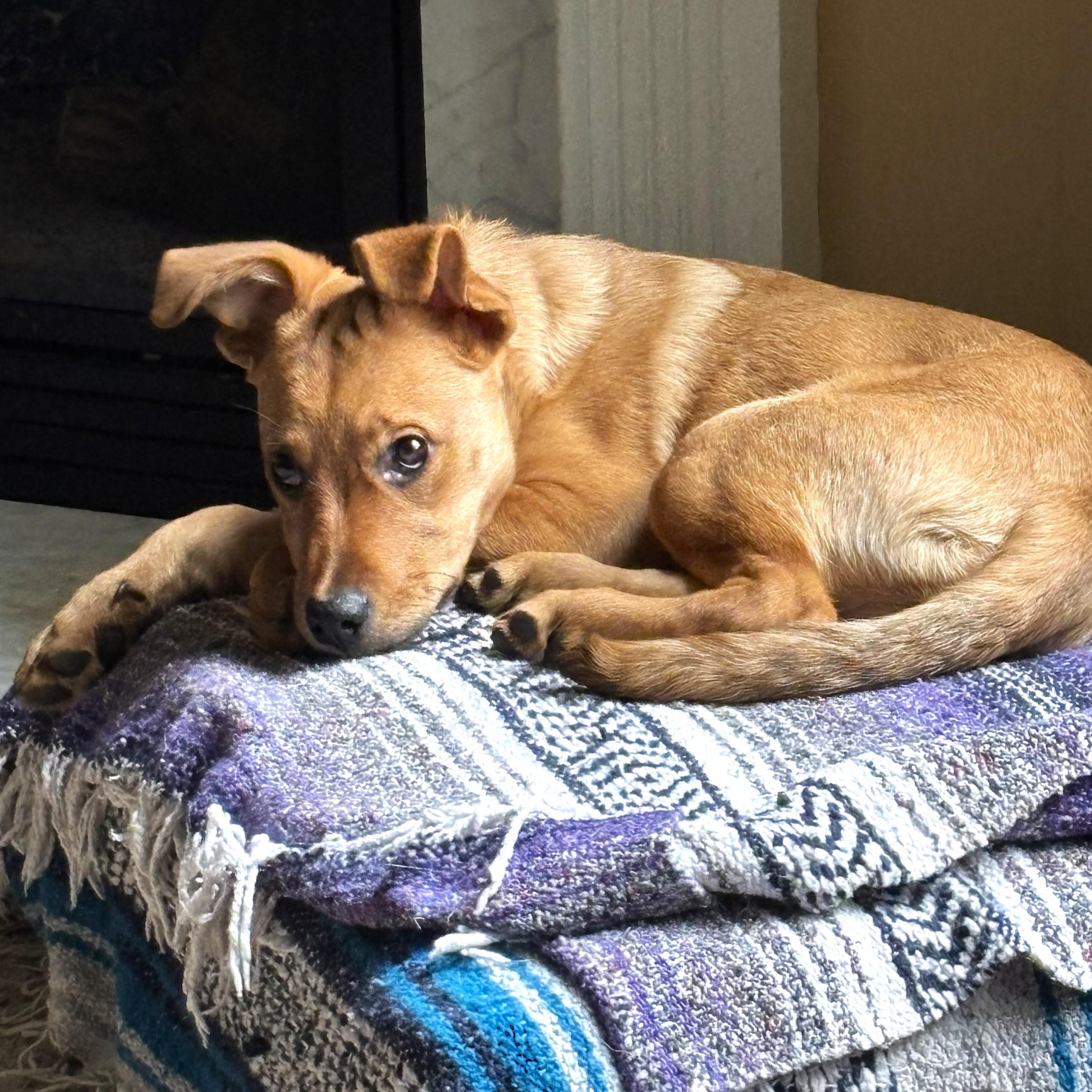 Enlarge Bridgette, a Adoptable mixed breed in Smithfield, NC image 2/4