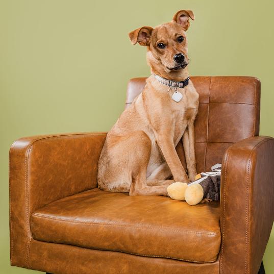 Enlarge Bridgette, a Adoptable mixed breed in Smithfield, NC image 3/4