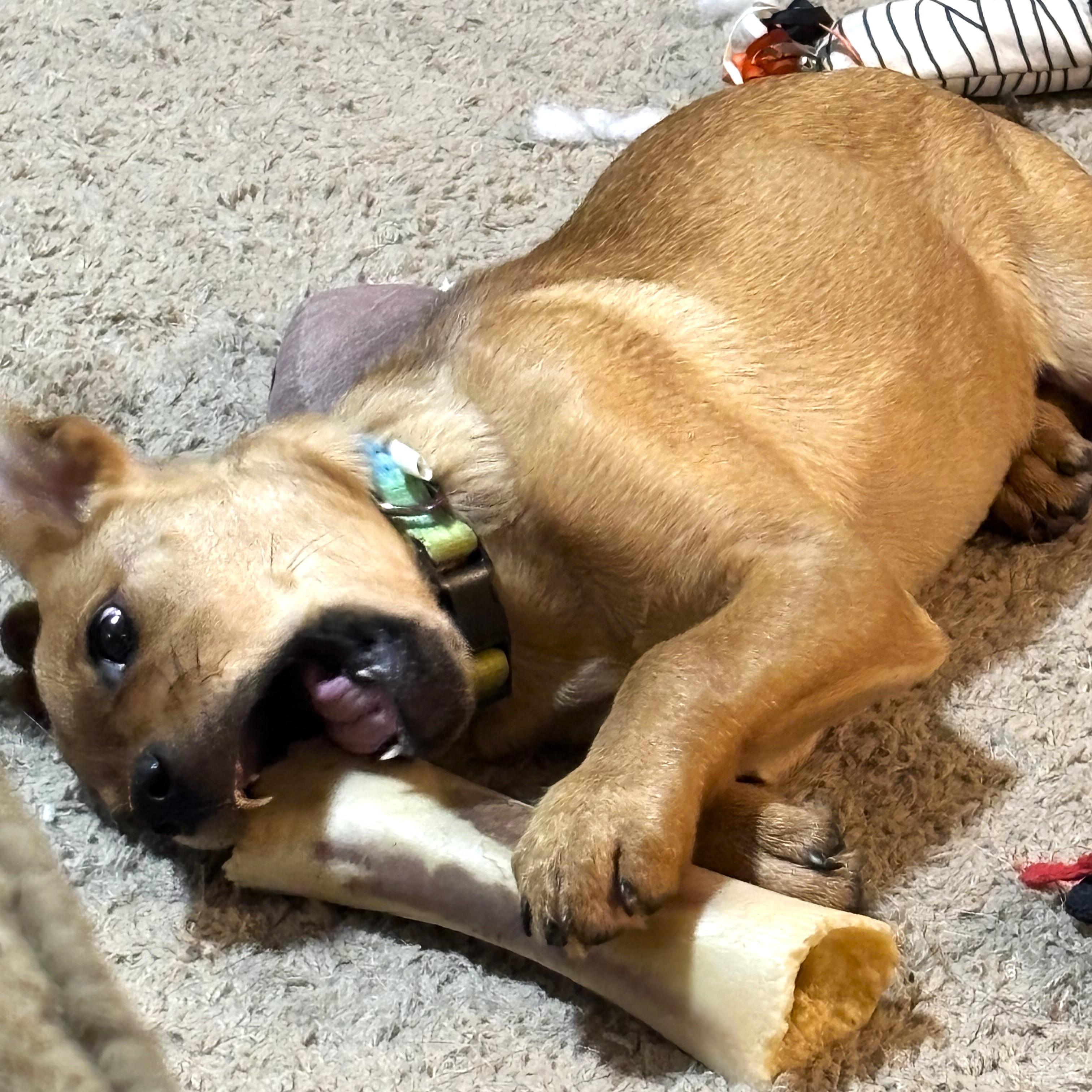 Bridgette thumbnail 4