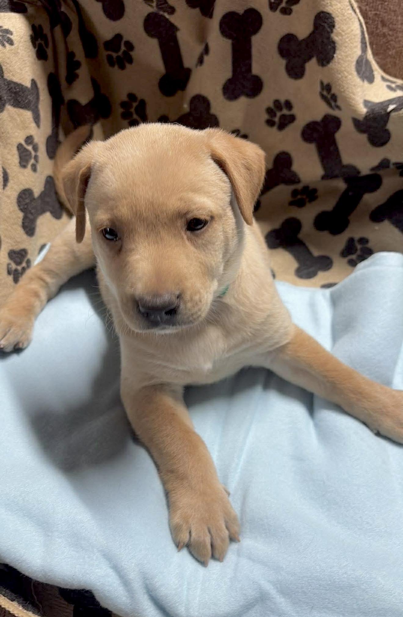 Evie, Adoptable, Puppy Female Labrador Retriever.