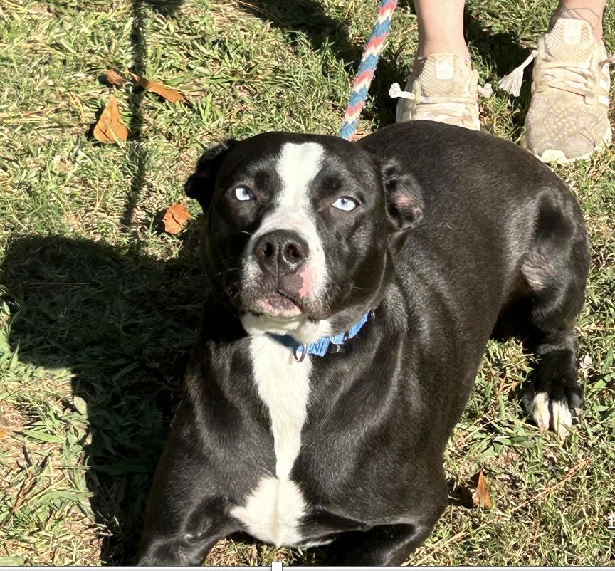 Cheer, Adoptable, Young Female Labrador Retriever.