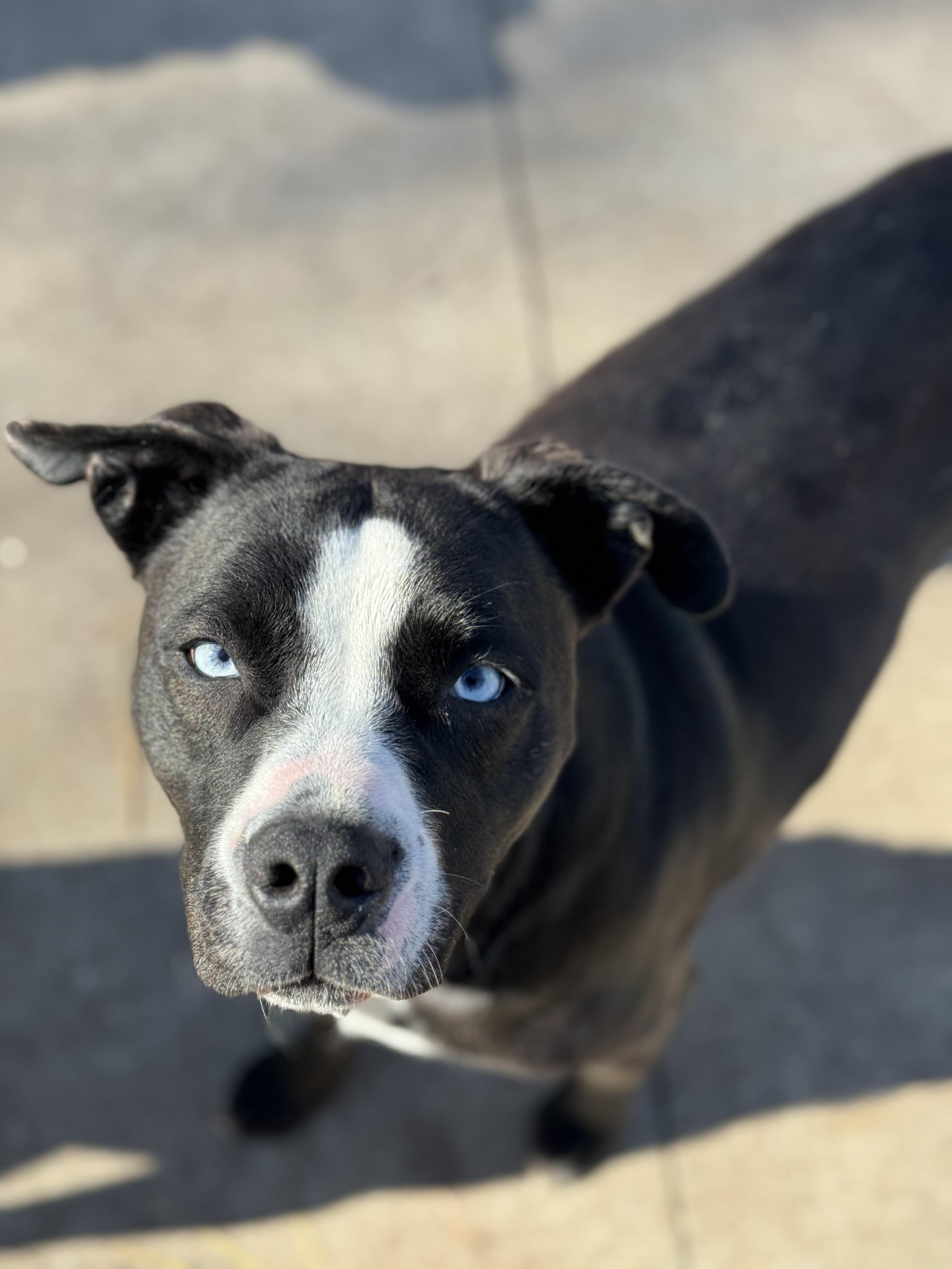 Cheer, a Adoptable Labrador Retriever in Smyrna, GA image 1/3
