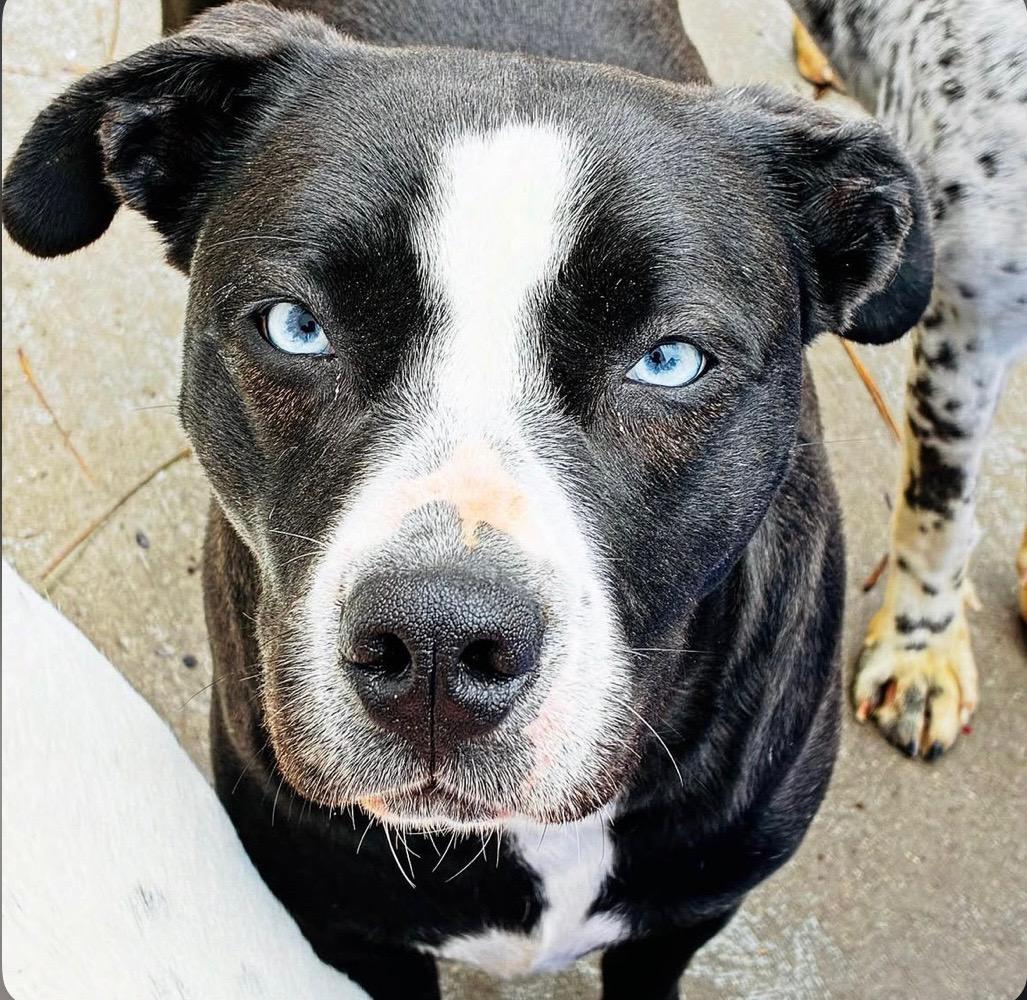 Enlarge Cheer, a Adoptable mixed breed in Smyrna, GA image 2/4