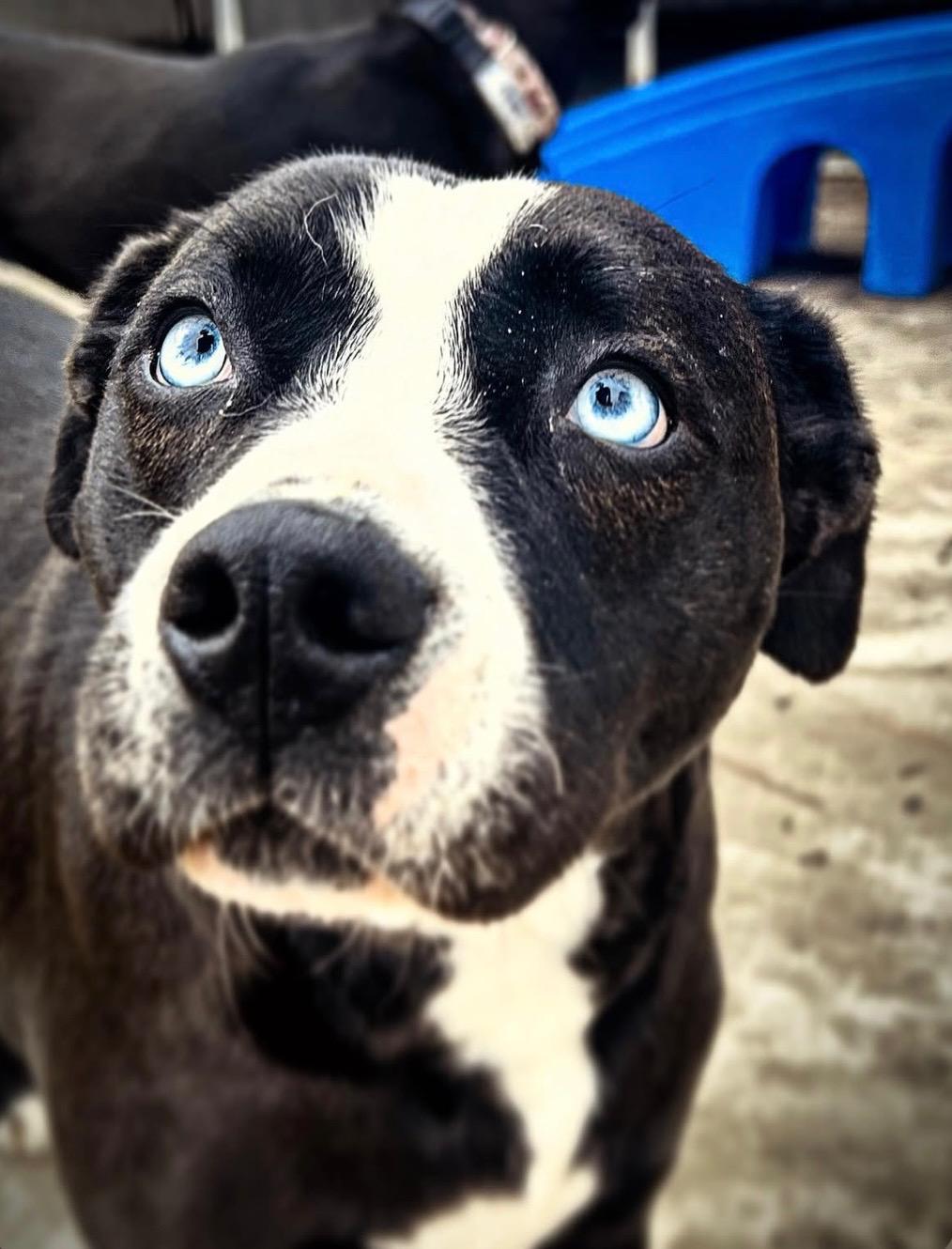 Enlarge Cheer, a Adoptable mixed breed in Smyrna, GA image 1/4