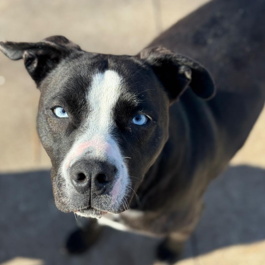 Enlarge Cheer, a Adoptable Labrador Retriever in Smyrna, GA image 1/2