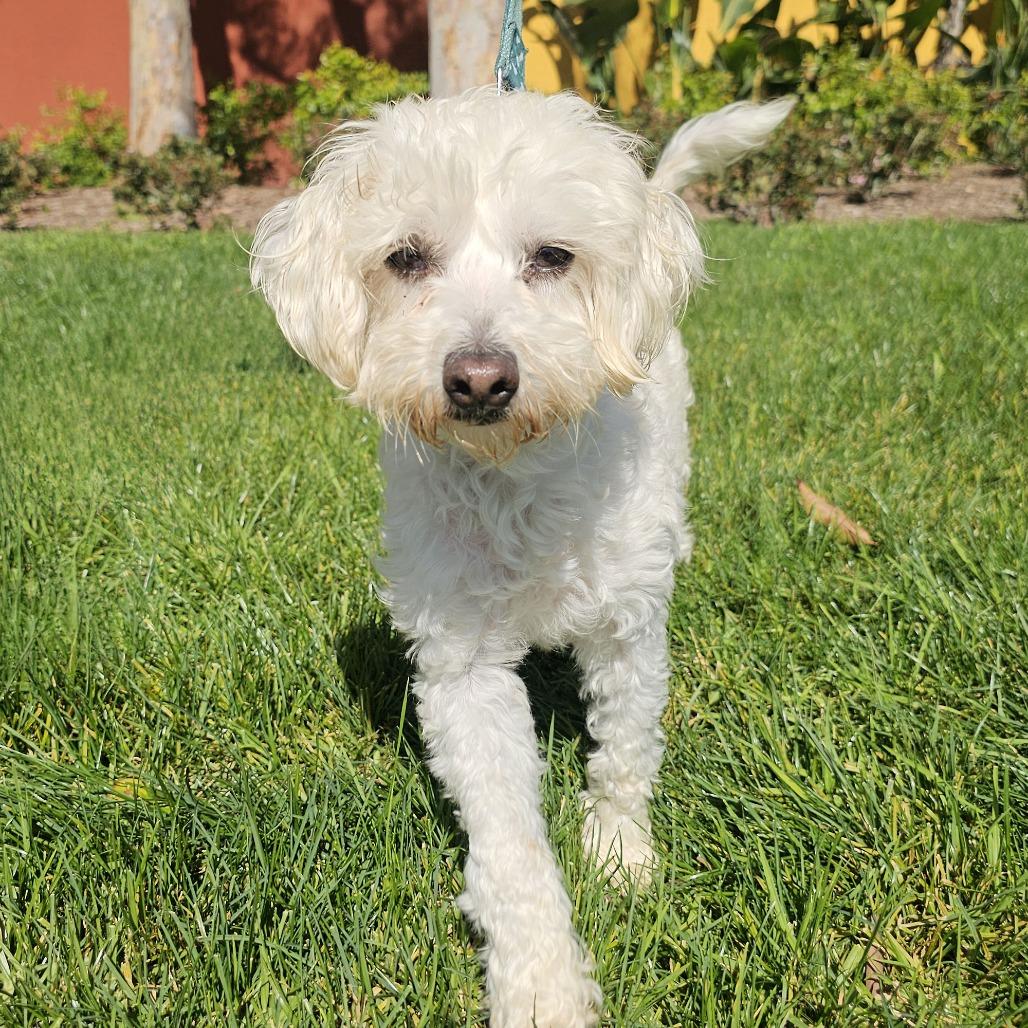 Snowflake, a Adoptable mixed breed in Apple Valley, CA image 1/5