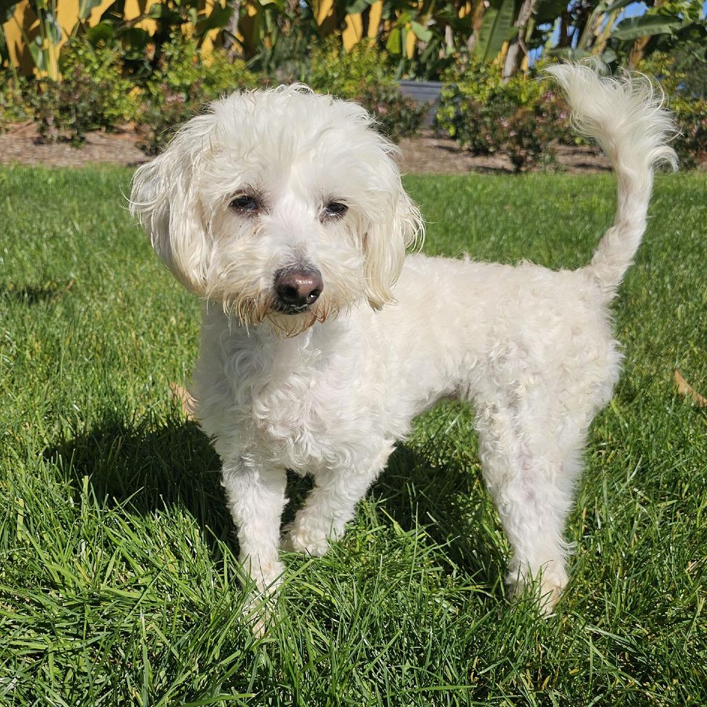 Snowflake, a Adoptable mixed breed in Apple Valley, CA image 3/5