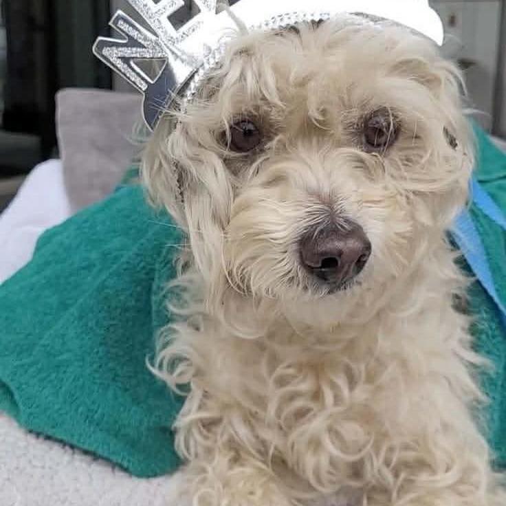 Snowflake — thumbnail 4