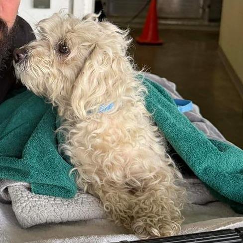 Snowflake — thumbnail 5