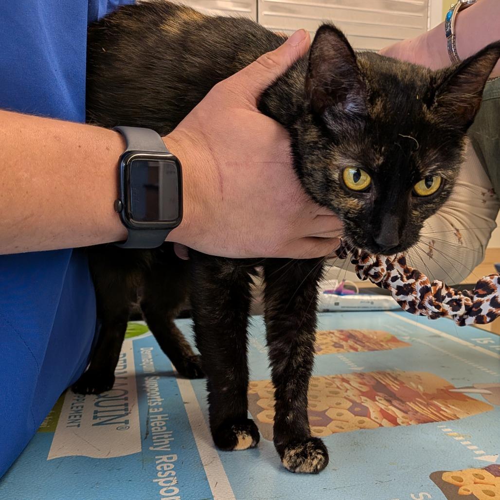 Bacon, Adoptable, Adult Female Domestic Short Hair.