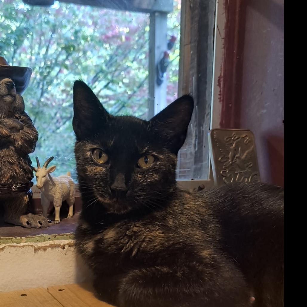 Enlarge Bacon, a Adoptable Domestic Short Hair in Huntington, WV image 2/3