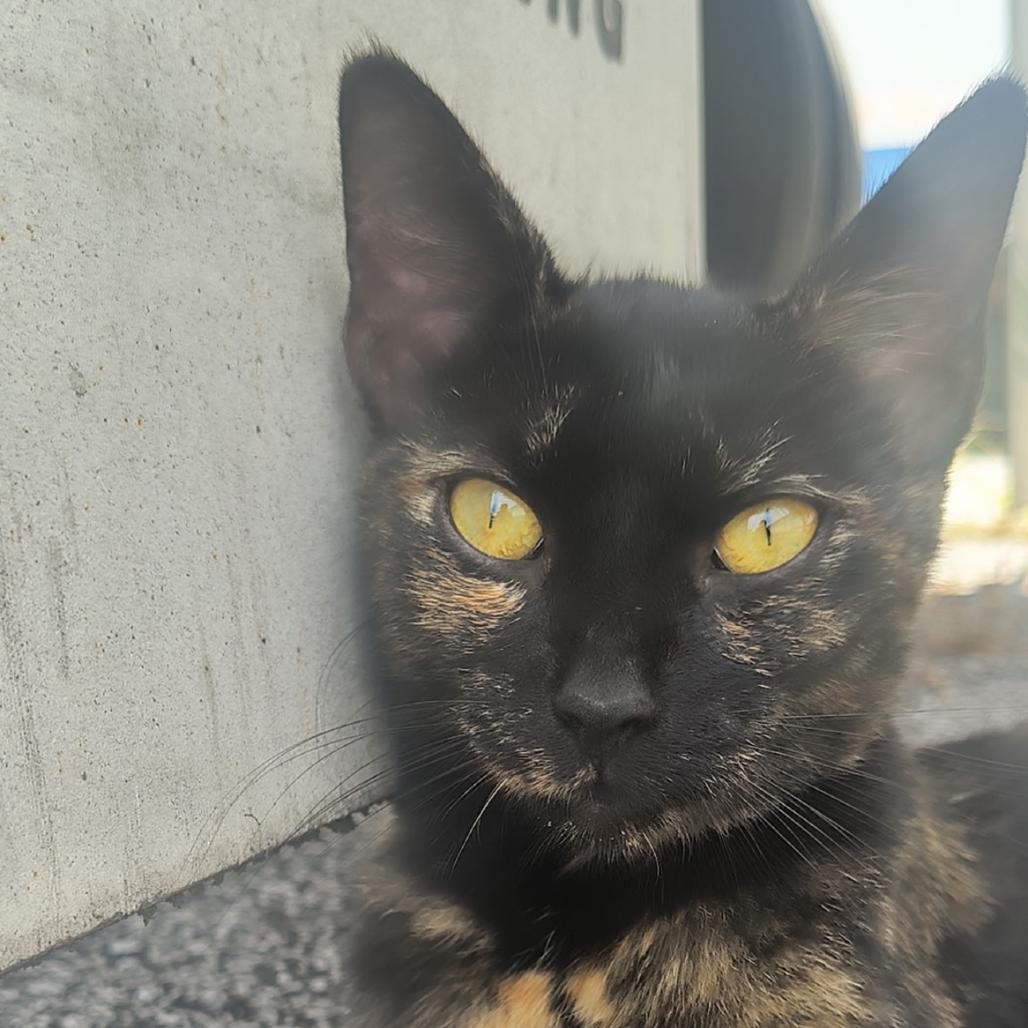 Enlarge Bacon, a Adoptable Domestic Short Hair in Huntington, WV image 3/3